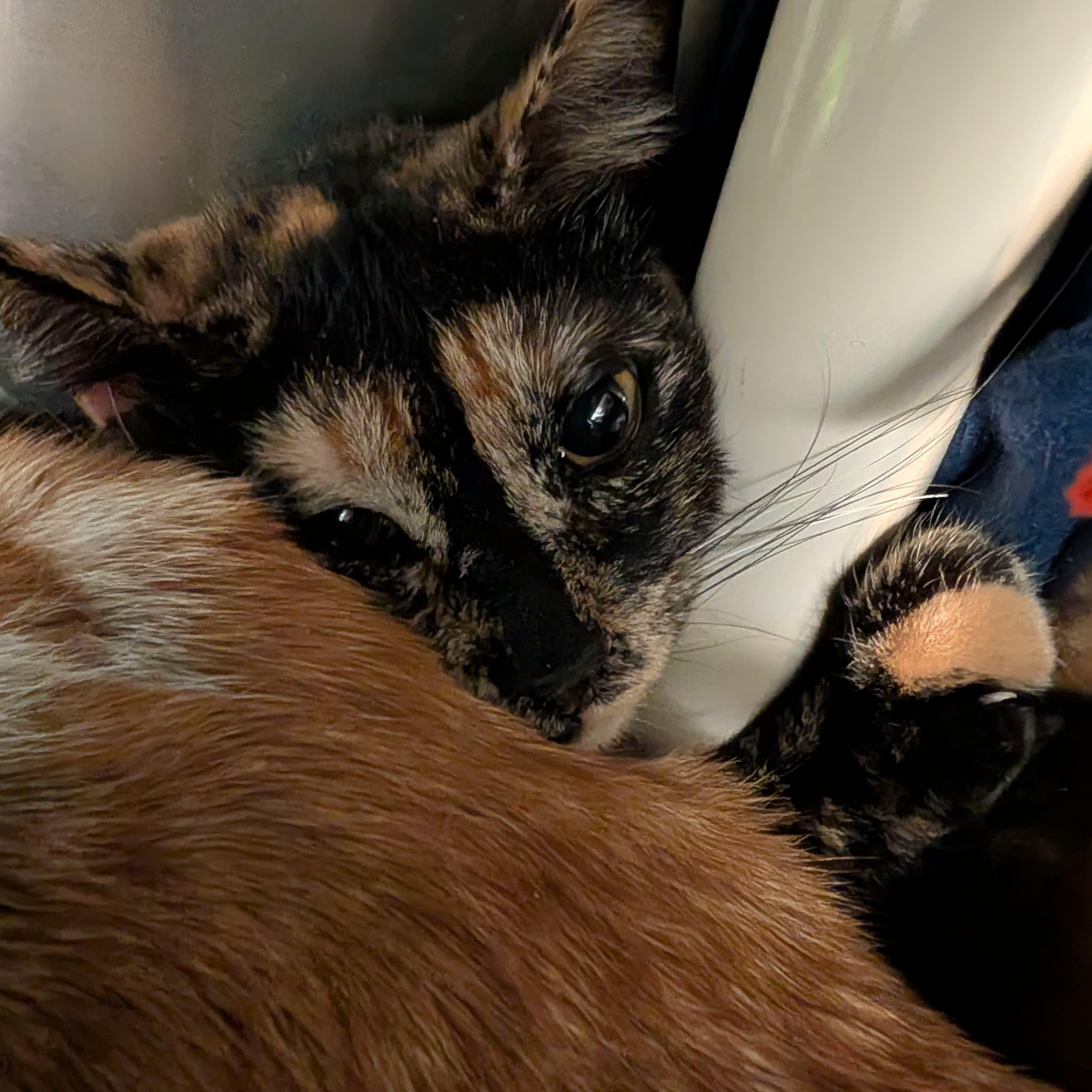 Enlarge Gucci, an adopted Tortoiseshell in Woodinville, WA image 5/5