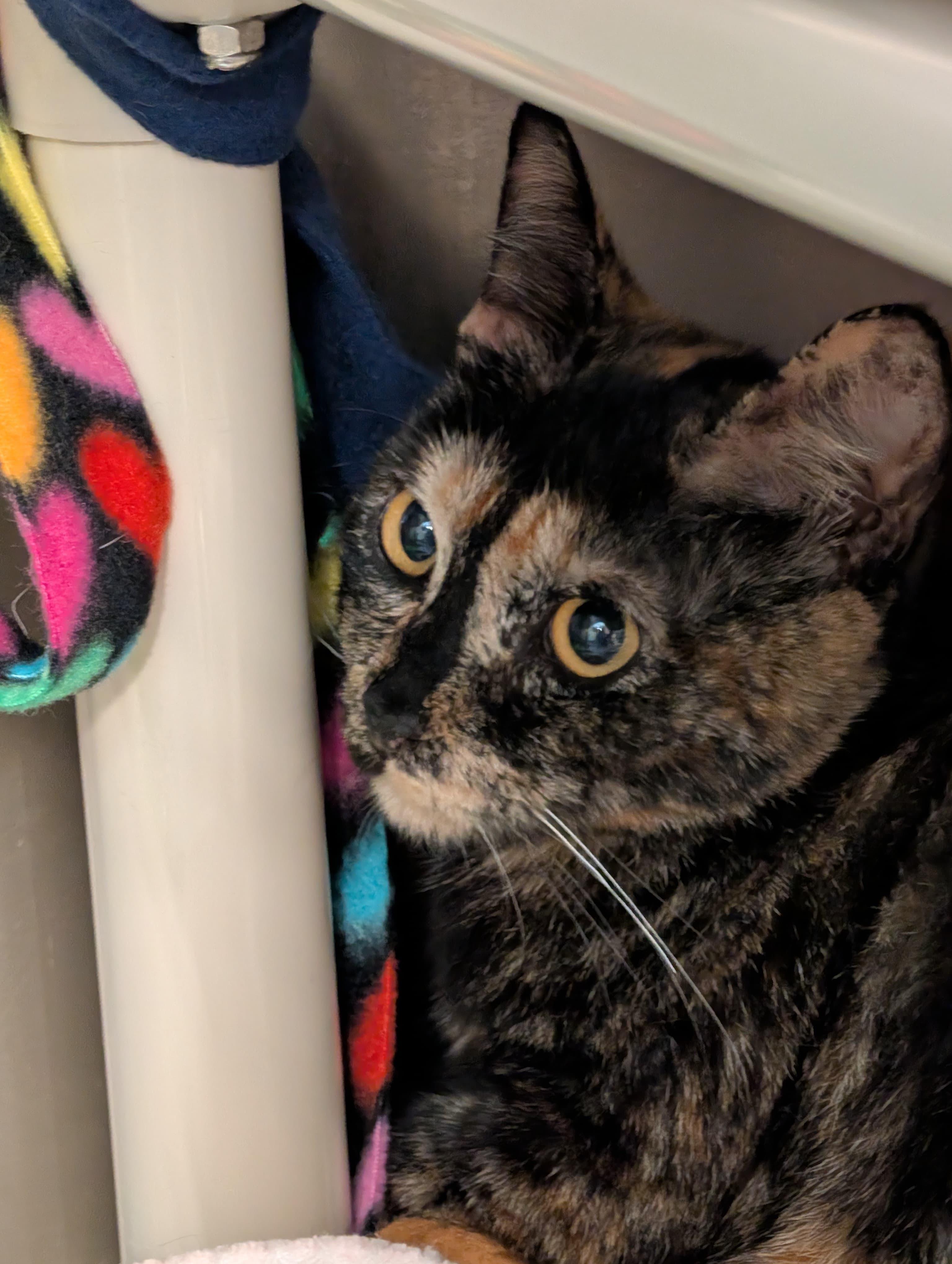 Enlarge Gucci, an adopted Tortoiseshell in Woodinville, WA image 4/5