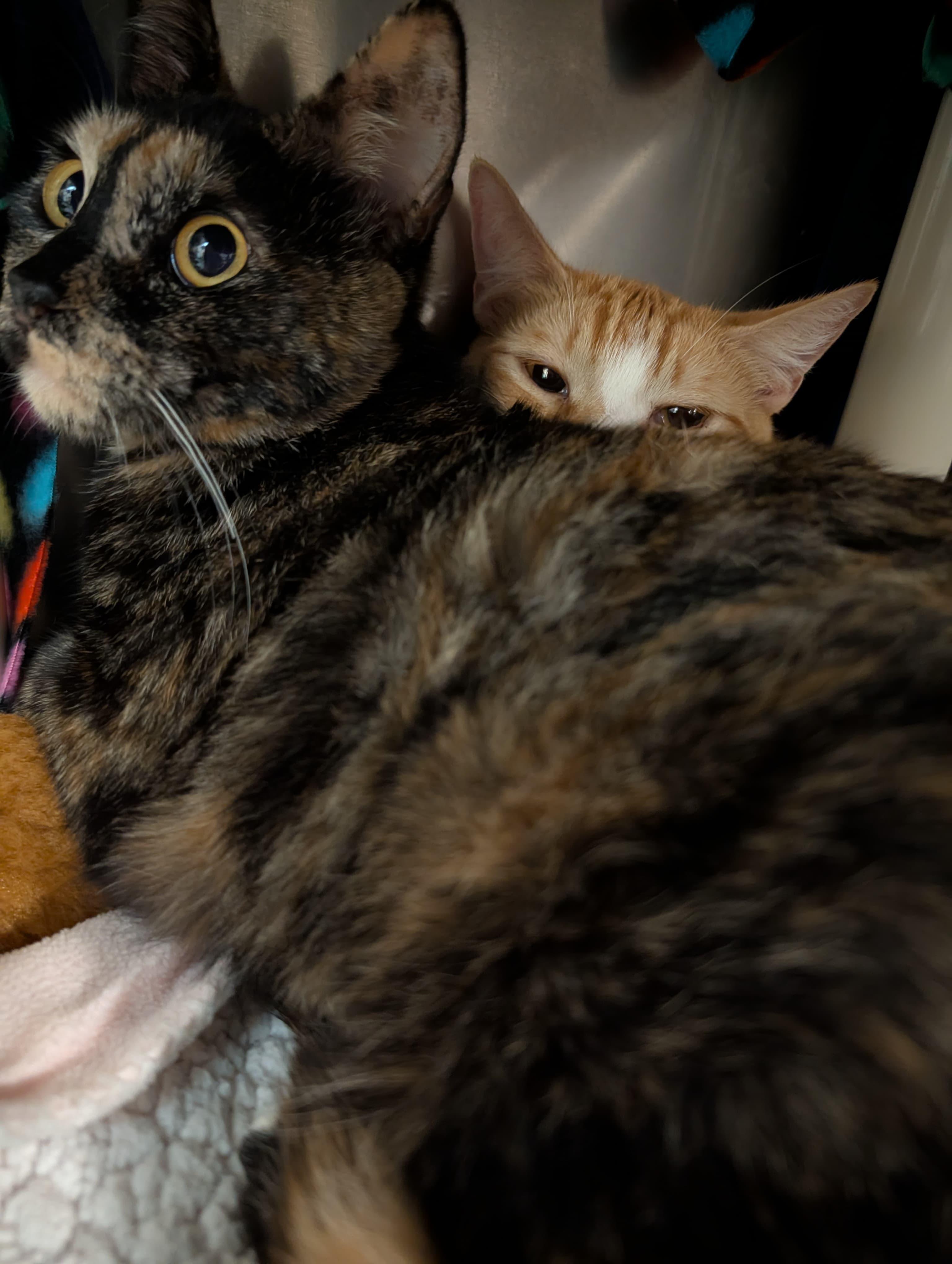 Enlarge Gucci, an adopted Tortoiseshell in Woodinville, WA image 3/5