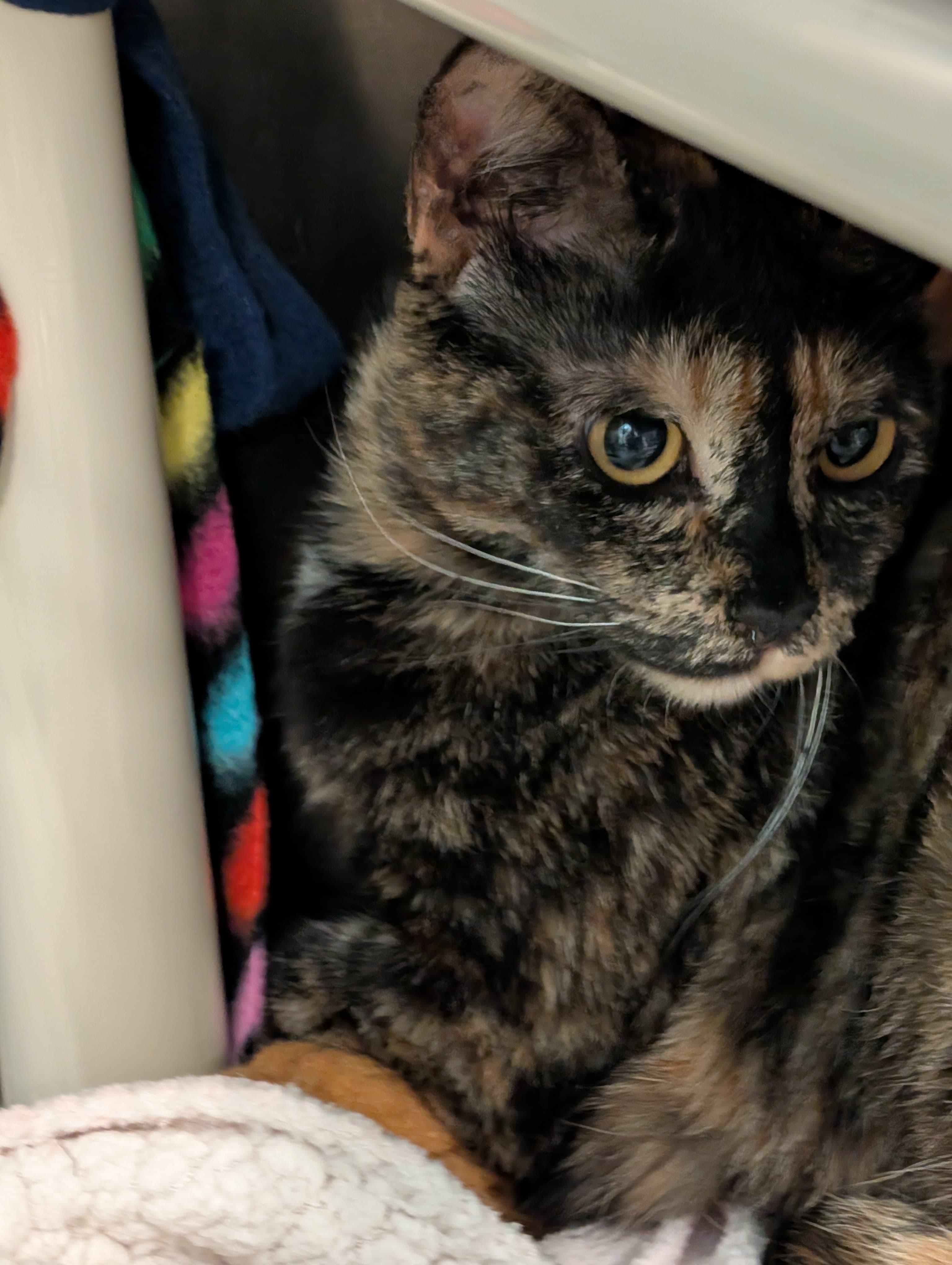 Enlarge Gucci, an adopted Tortoiseshell in Woodinville, WA image 1/5