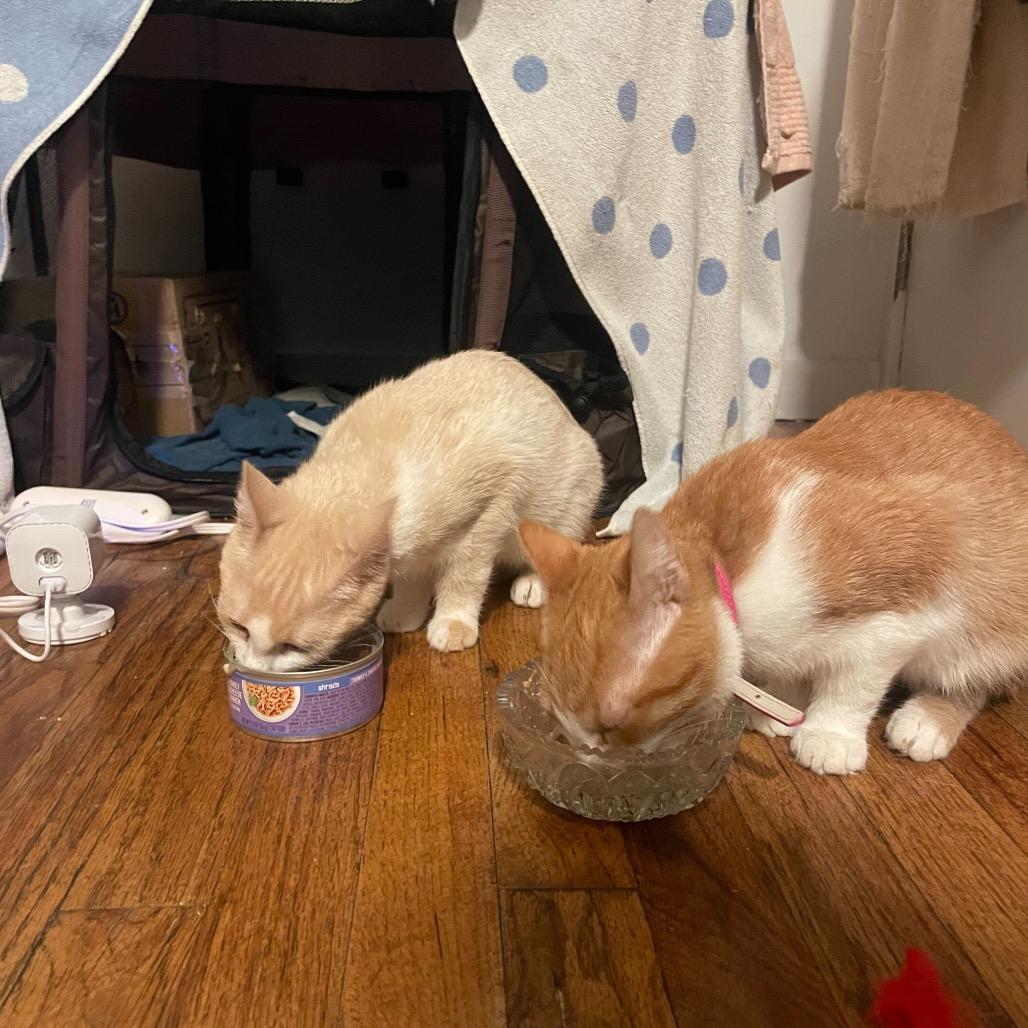 Enlarge Apricot, a Adoptable Domestic Short Hair in Howard beach, NY image 1/5