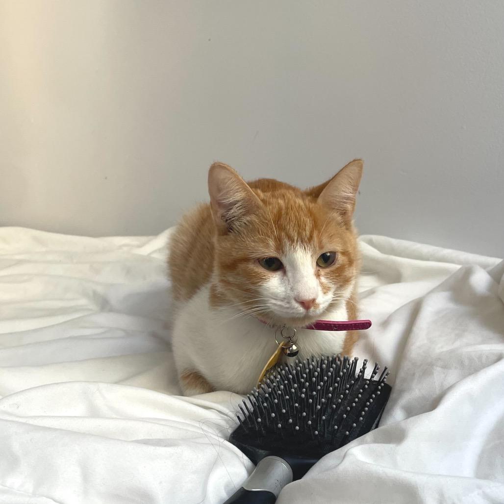 Enlarge Apricot, a Adoptable Domestic Short Hair in Howard beach, NY image 2/5