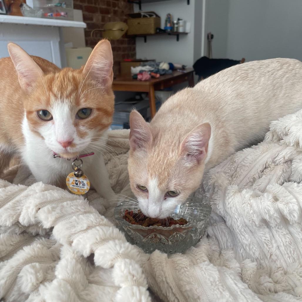 Enlarge Apricot, a Adoptable Domestic Short Hair in Howard beach, NY image 3/5