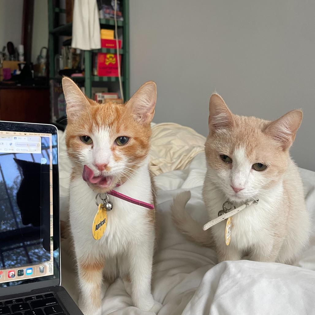 Enlarge Apricot, a Adoptable Domestic Short Hair in Howard beach, NY image 4/5