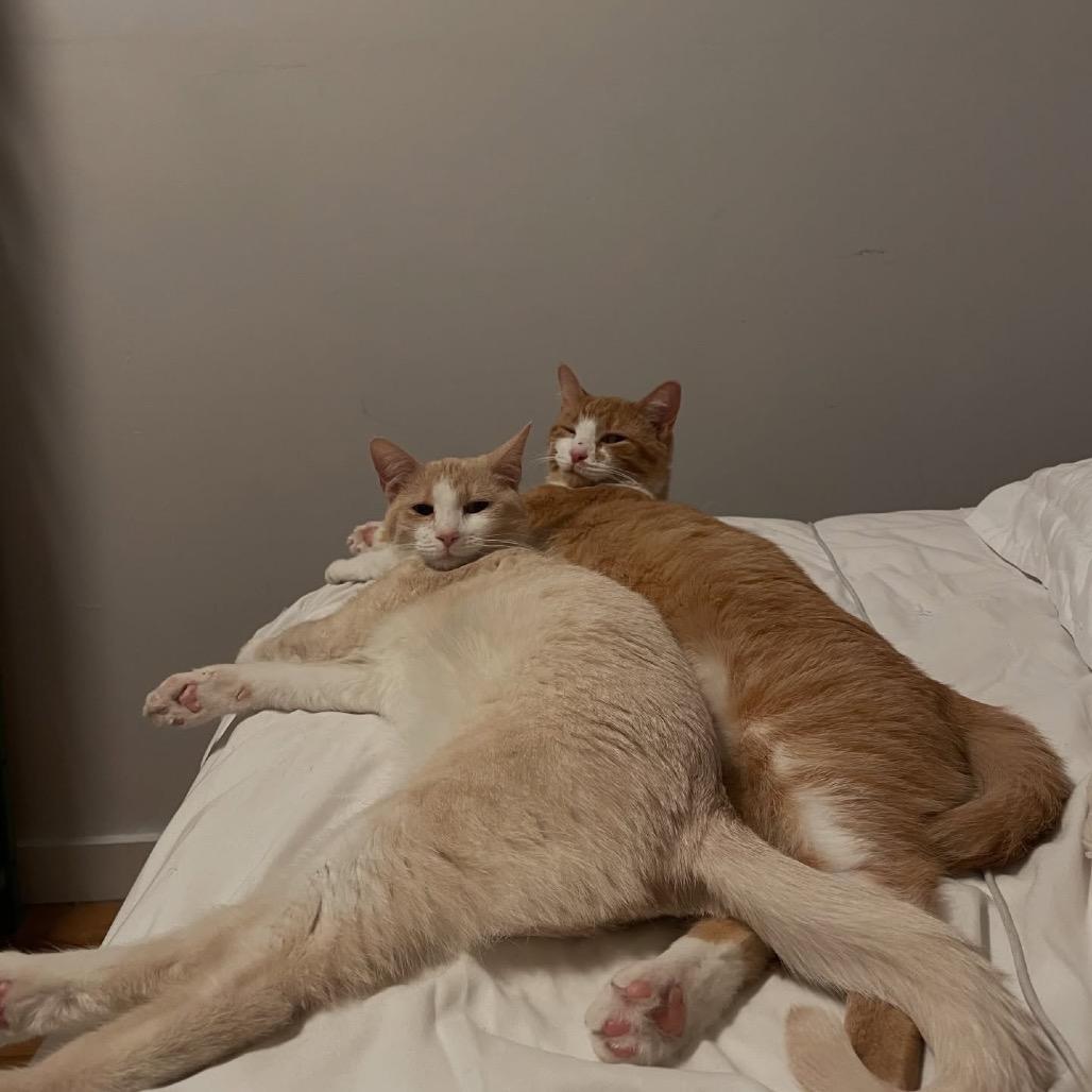 Enlarge Apricot (bonded with Peaches), a Adoptable Domestic Short Hair in Howard beach, NY image 5/6