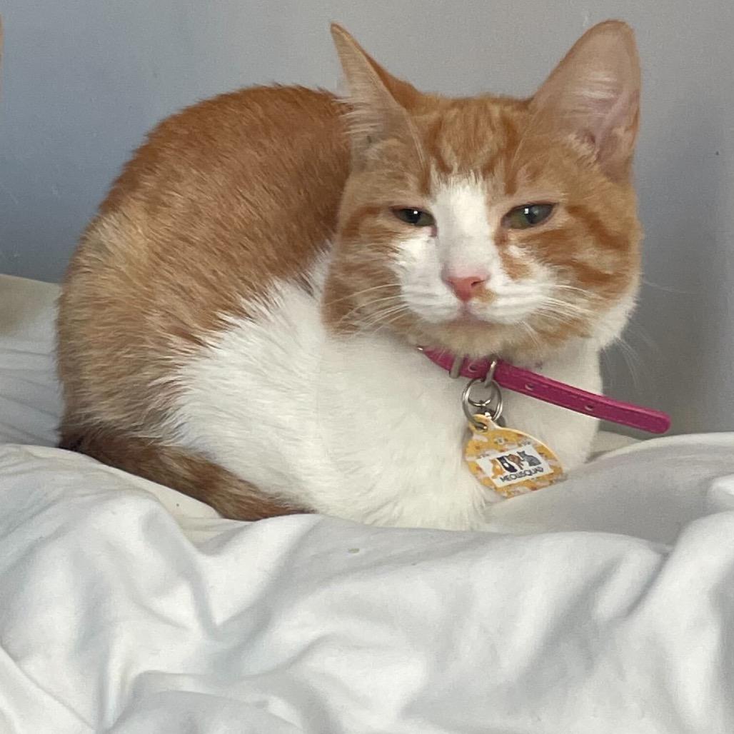 Enlarge Apricot, a Adoptable Domestic Short Hair in Howard beach, NY image 5/5