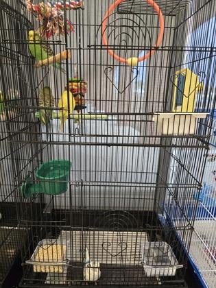 Enlarge Eggs Benedict, a Adoptable Budgie / Budgerigar in Fairfax, VA image 1/1