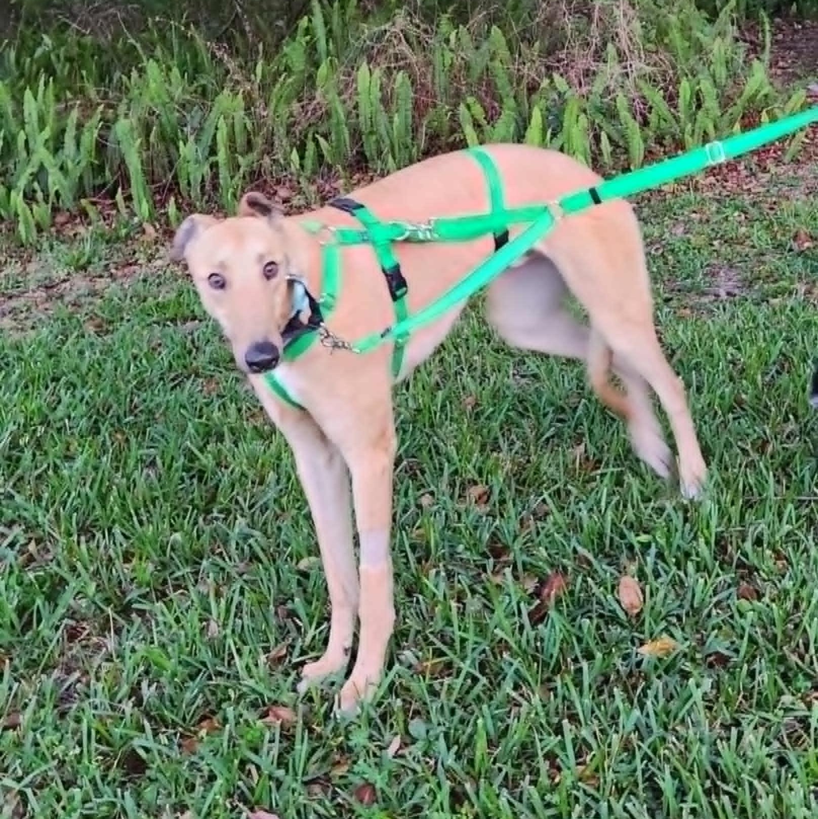 Dancin Landman (Manny), a ADOPTABLE Greyhound in North Port, FL image 4/4
