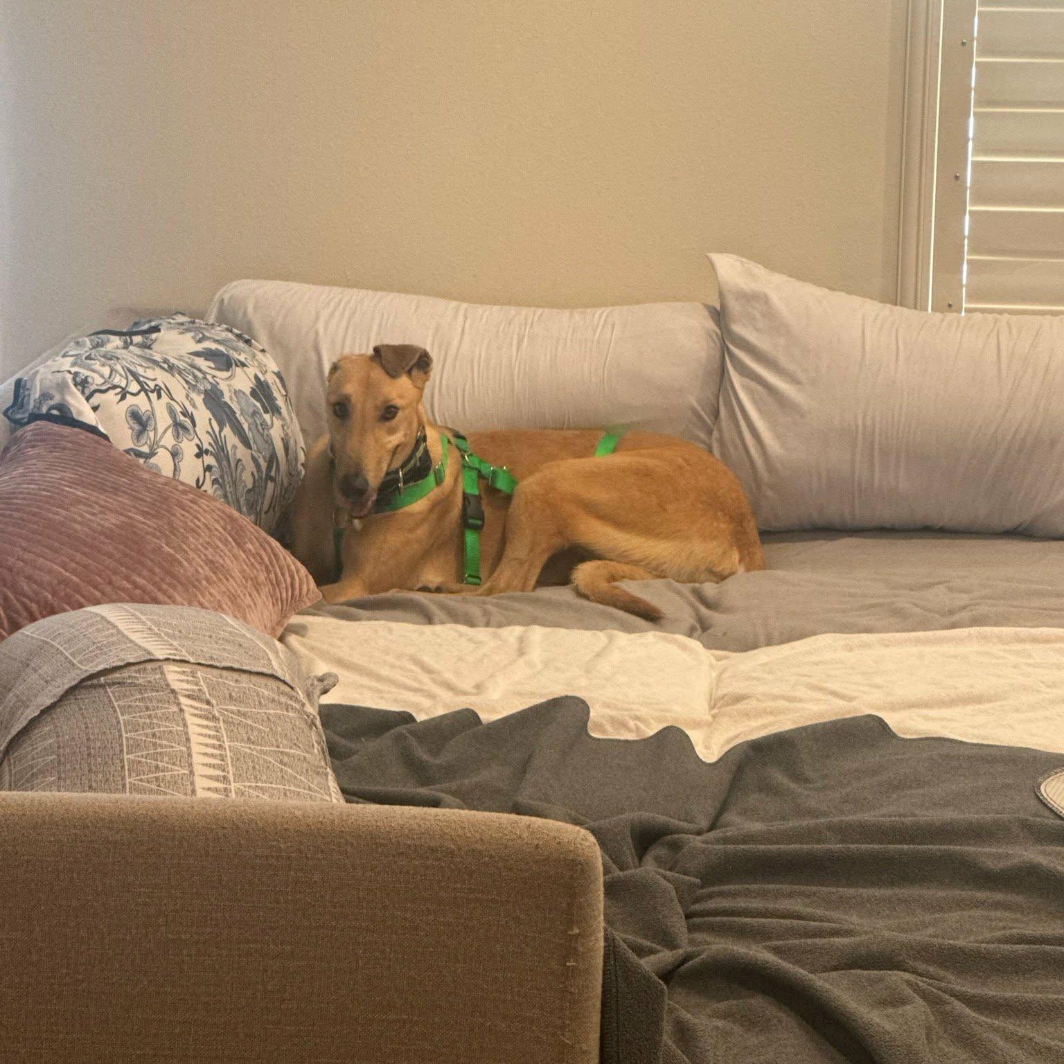 Dancin Landman (Manny), a ADOPTABLE Greyhound in North Port, FL image 2/4