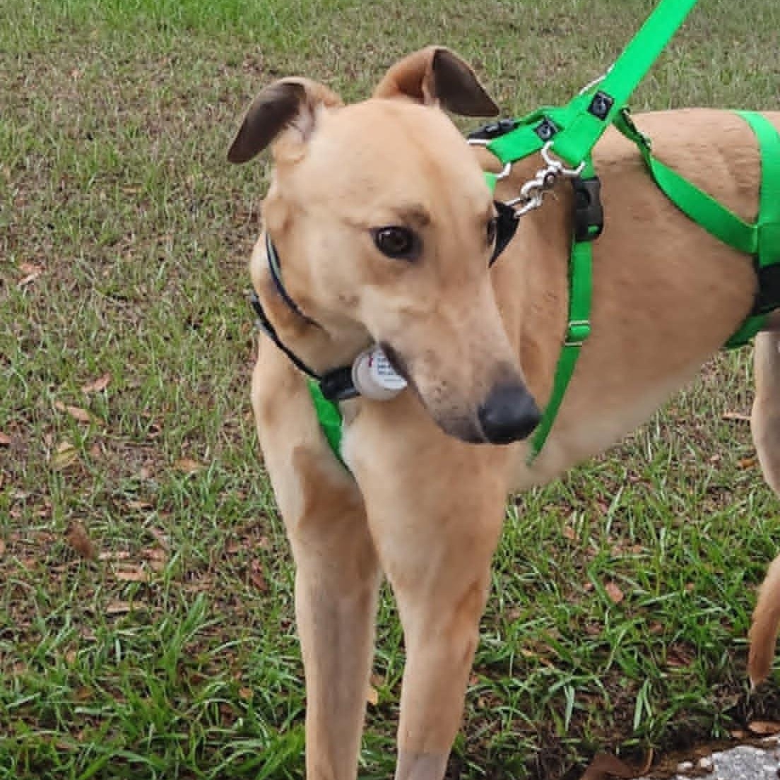 Dancin Landman (Manny), a ADOPTABLE Greyhound in North Port, FL image 1/4
