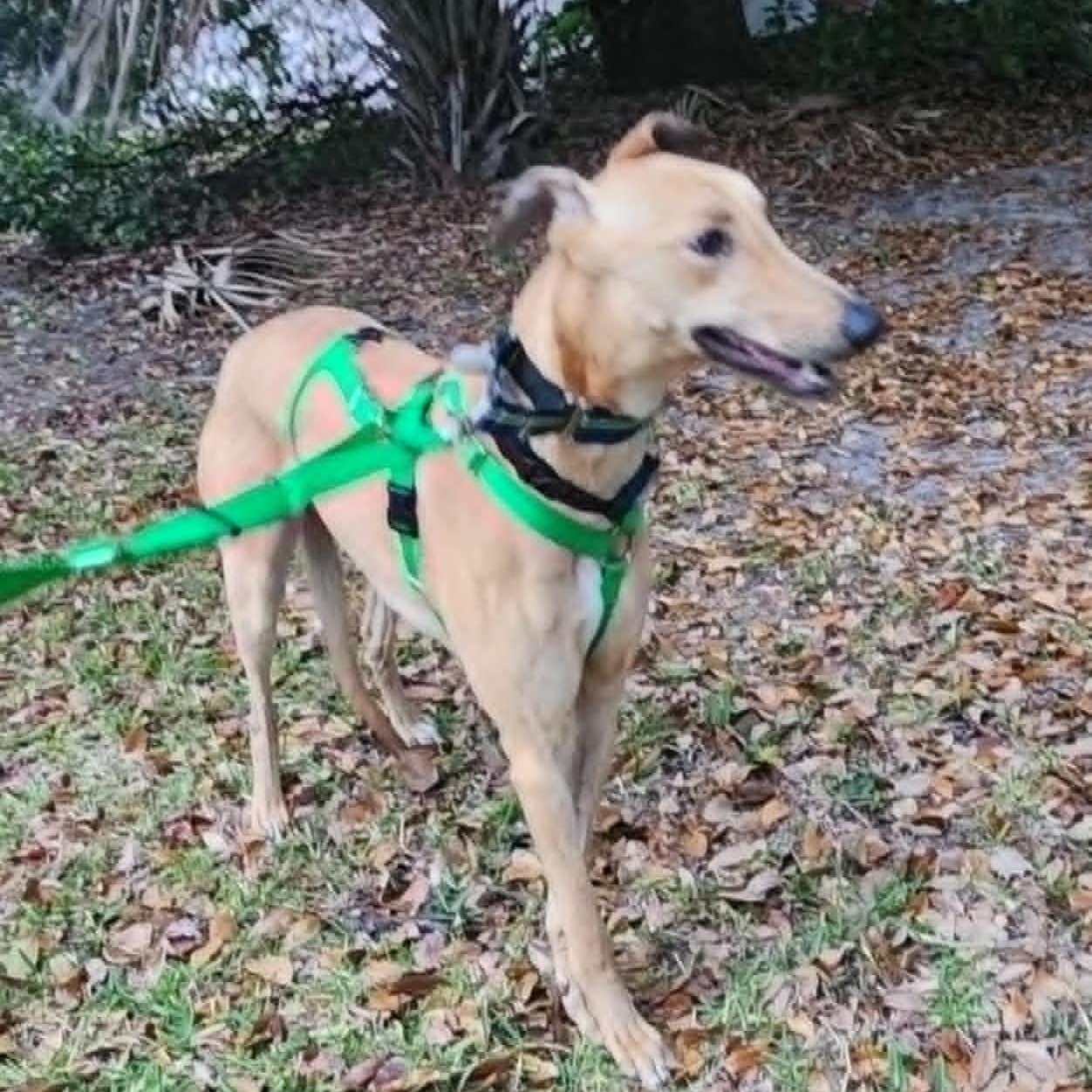 Dancin Landman (Manny), a ADOPTABLE Greyhound in North Port, FL image 3/4