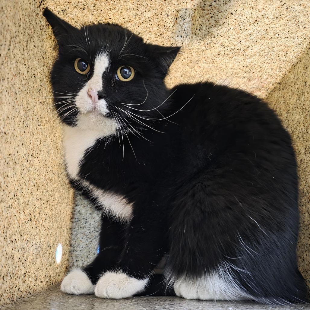 Fish Sticks, Adoptable, Adult Male Domestic Short Hair.