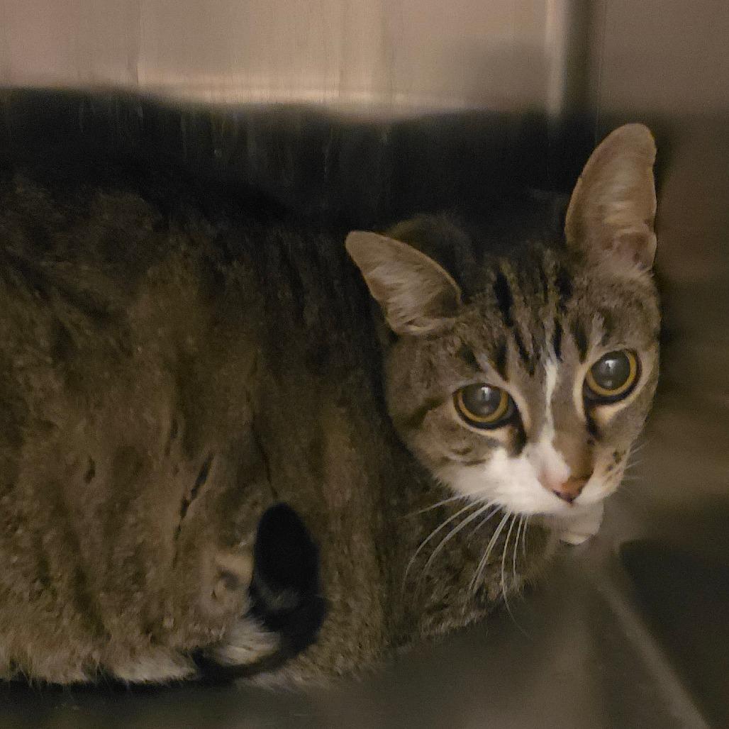 Enlarge Della, a Adoptable Domestic Short Hair in Council Bluffs, IA image 1/1