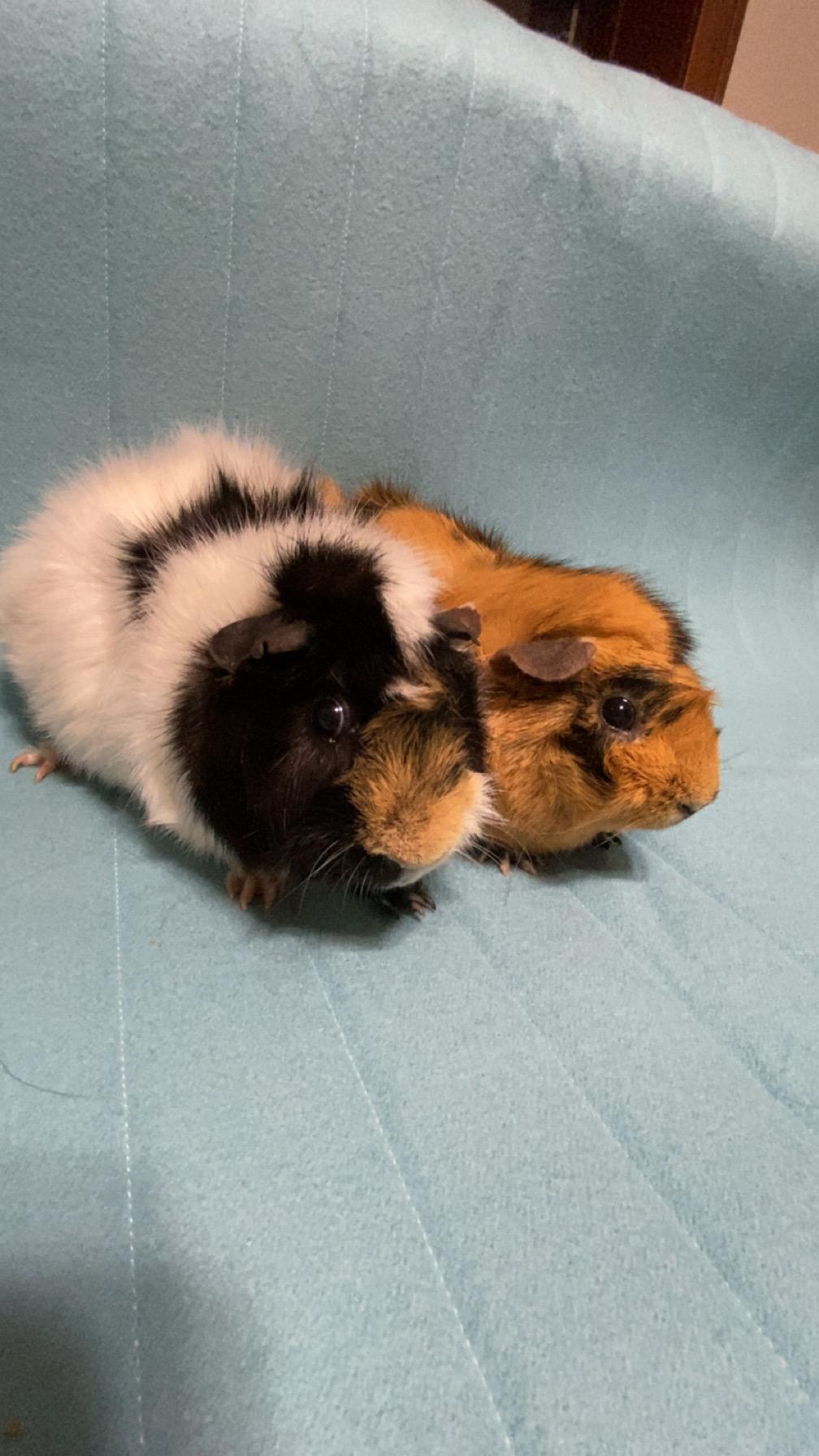 Julio & Coolio, a ADOPTABLE Guinea Pig in Grand Rapids, MI image 6/6