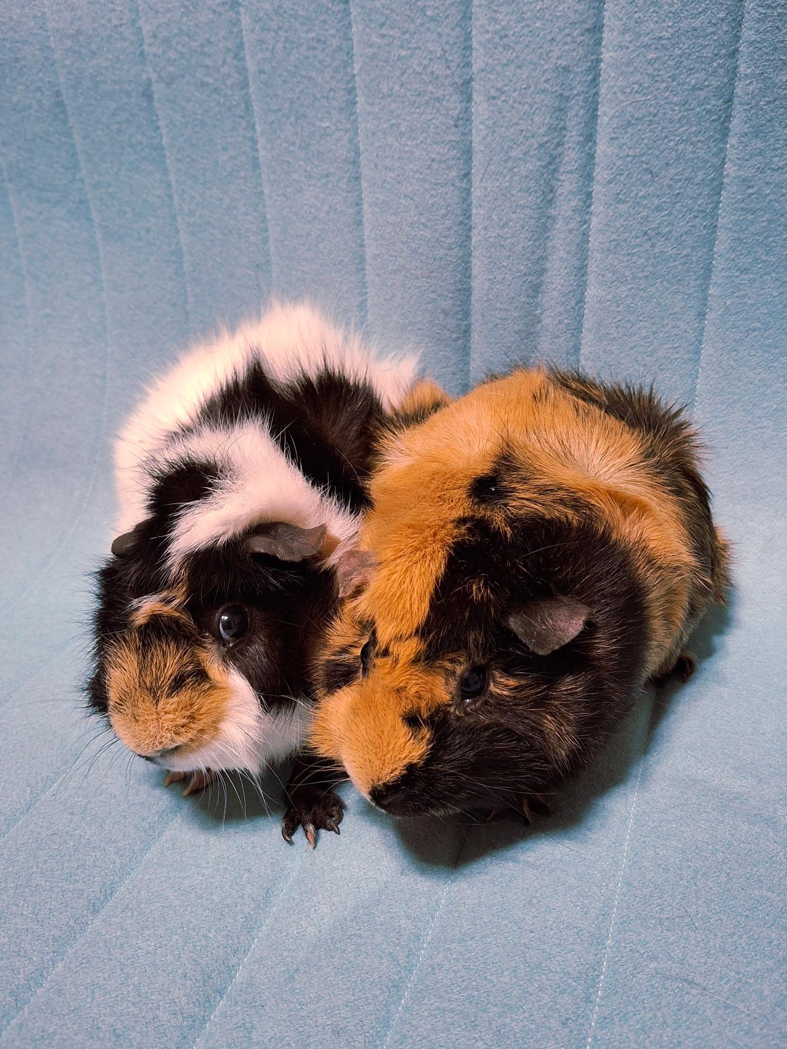 Julio & Coolio, ADOPTABLE, Adult Male Guinea Pig.
