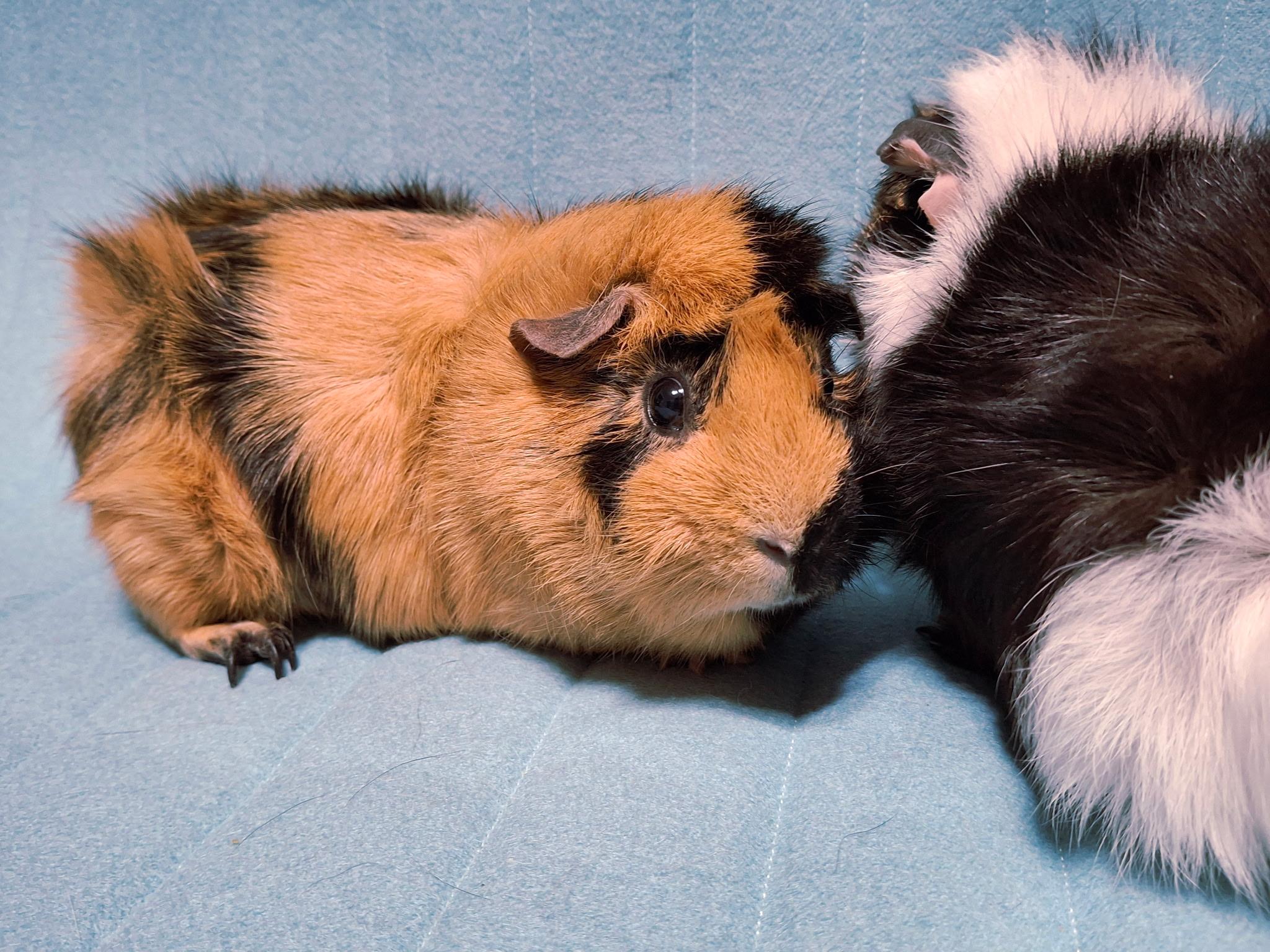 Julio & Coolio, a ADOPTABLE Guinea Pig in Grand Rapids, MI image 5/6