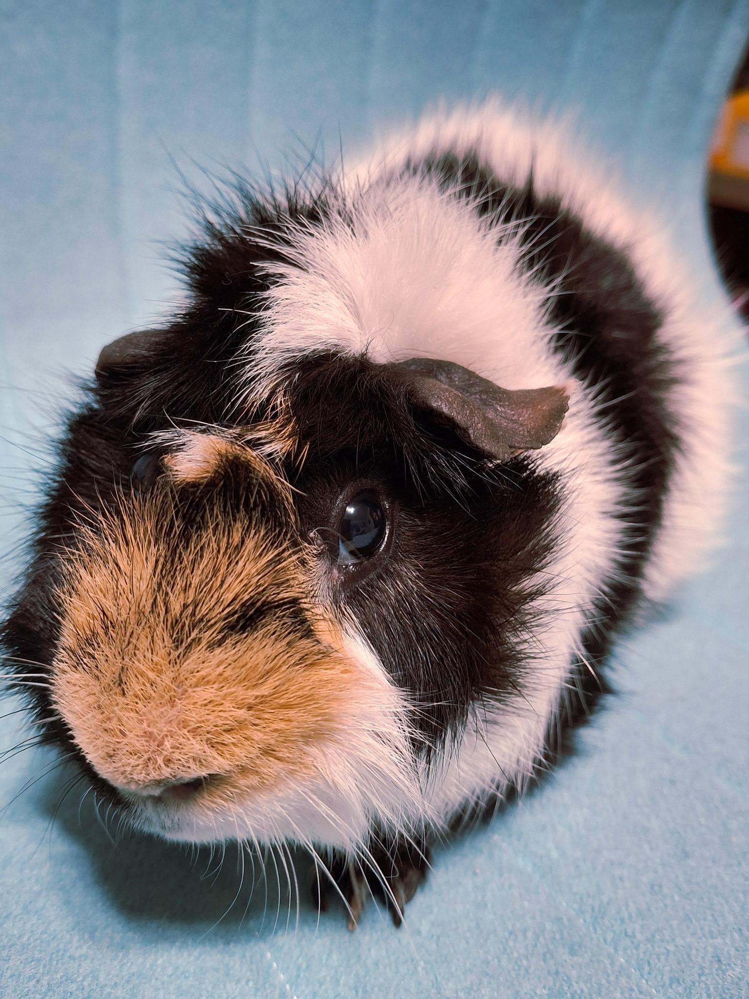 Julio & Coolio, a ADOPTABLE Guinea Pig in Grand Rapids, MI image 3/6