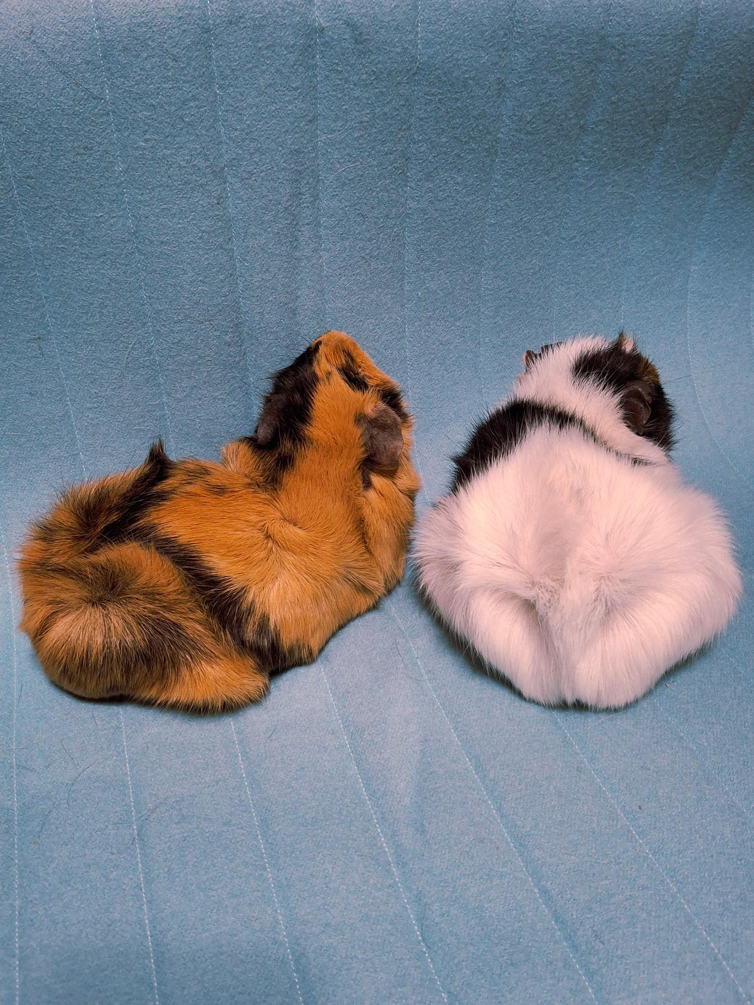 Julio & Coolio, a ADOPTABLE Guinea Pig in Grand Rapids, MI image 4/6