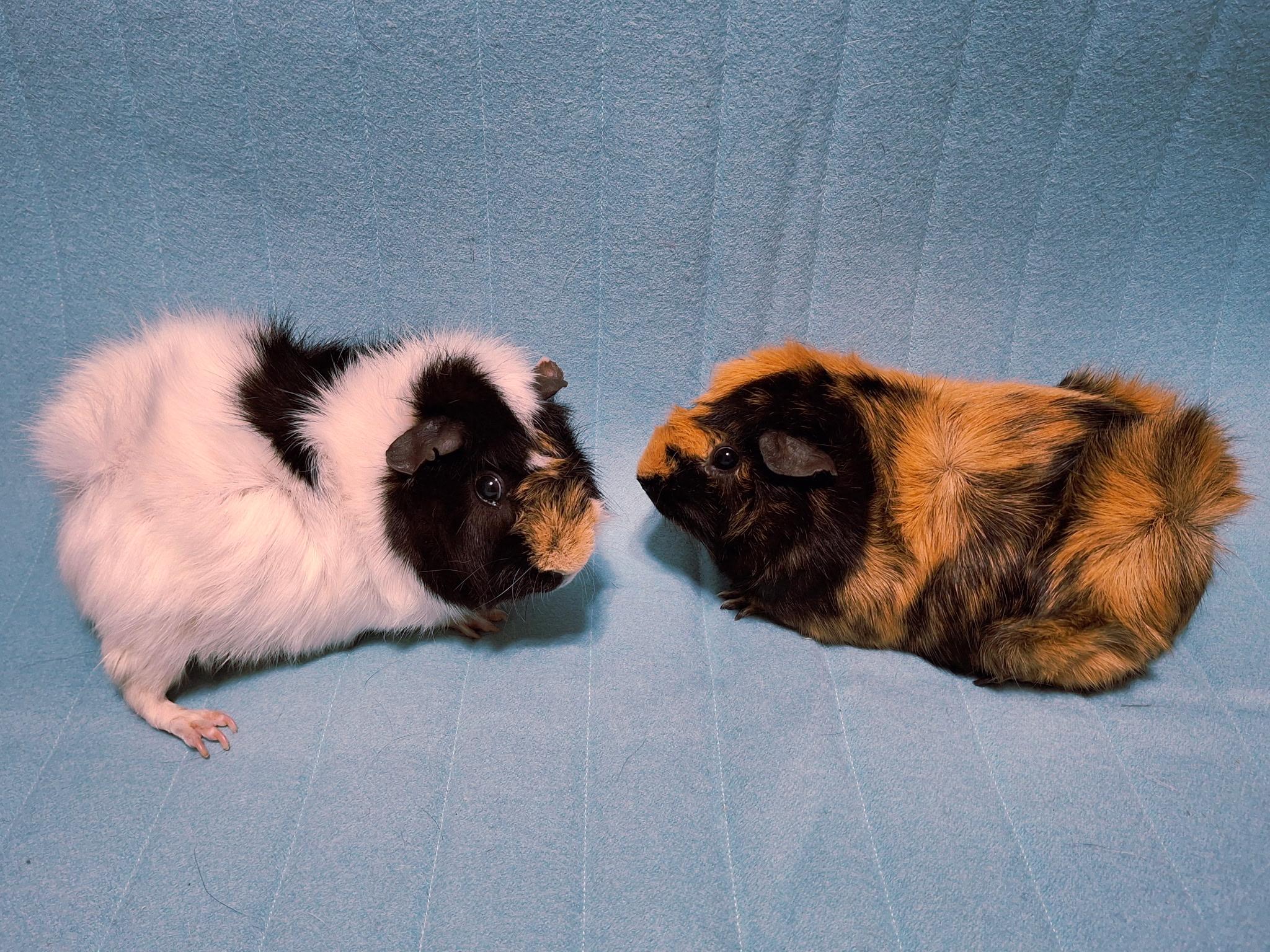 Julio & Coolio, a ADOPTABLE Guinea Pig in Grand Rapids, MI image 2/6