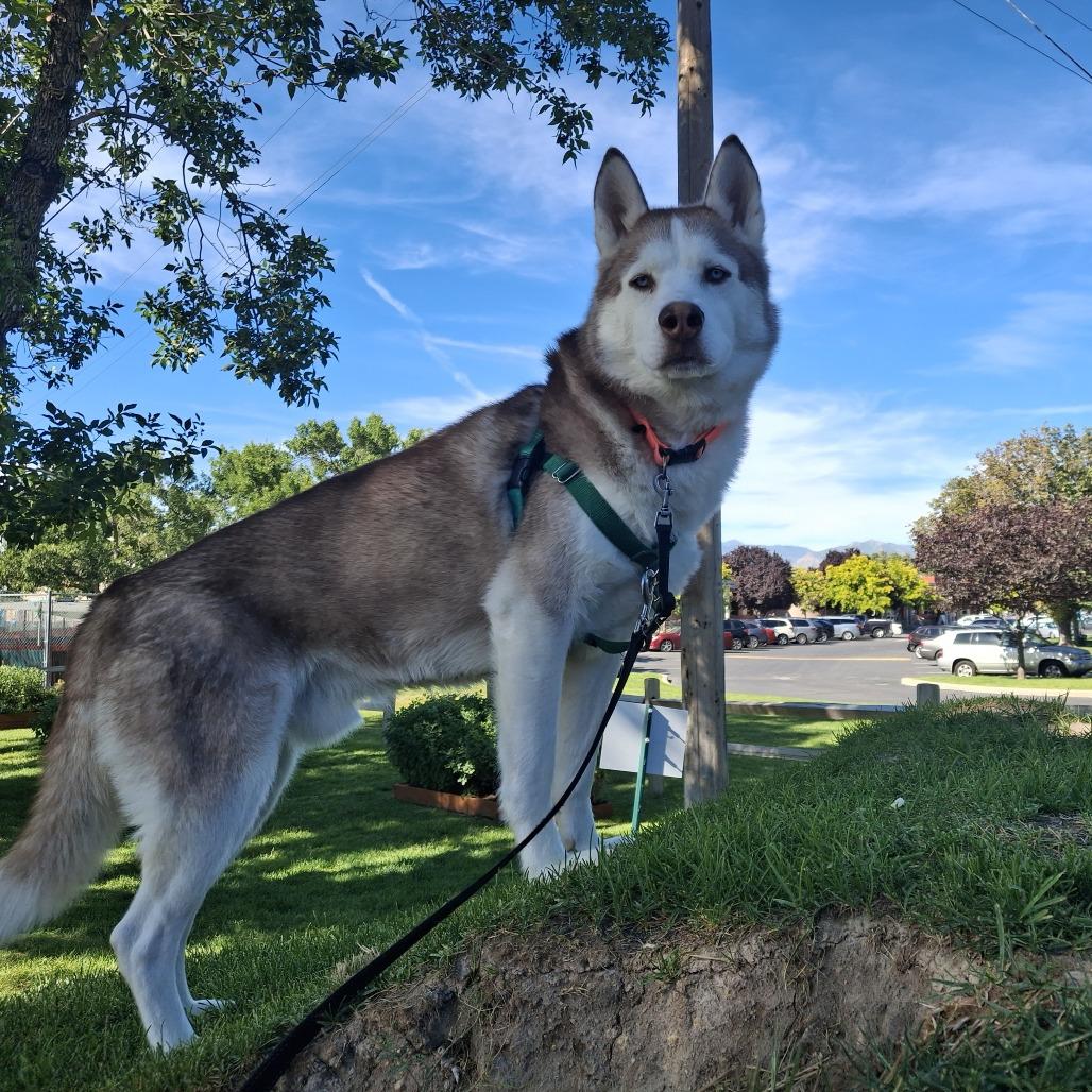 Weston, Adoptable, Adult Male Husky.