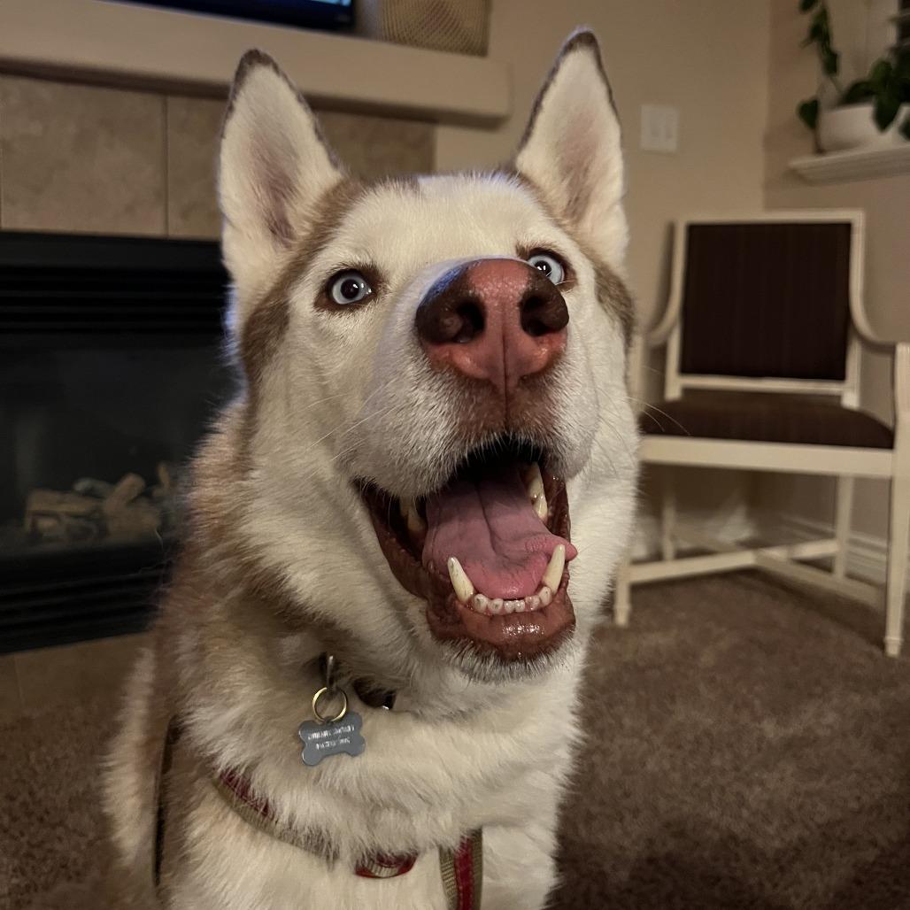 Weston, a Adoptable Husky in Murray, UT image 2/5