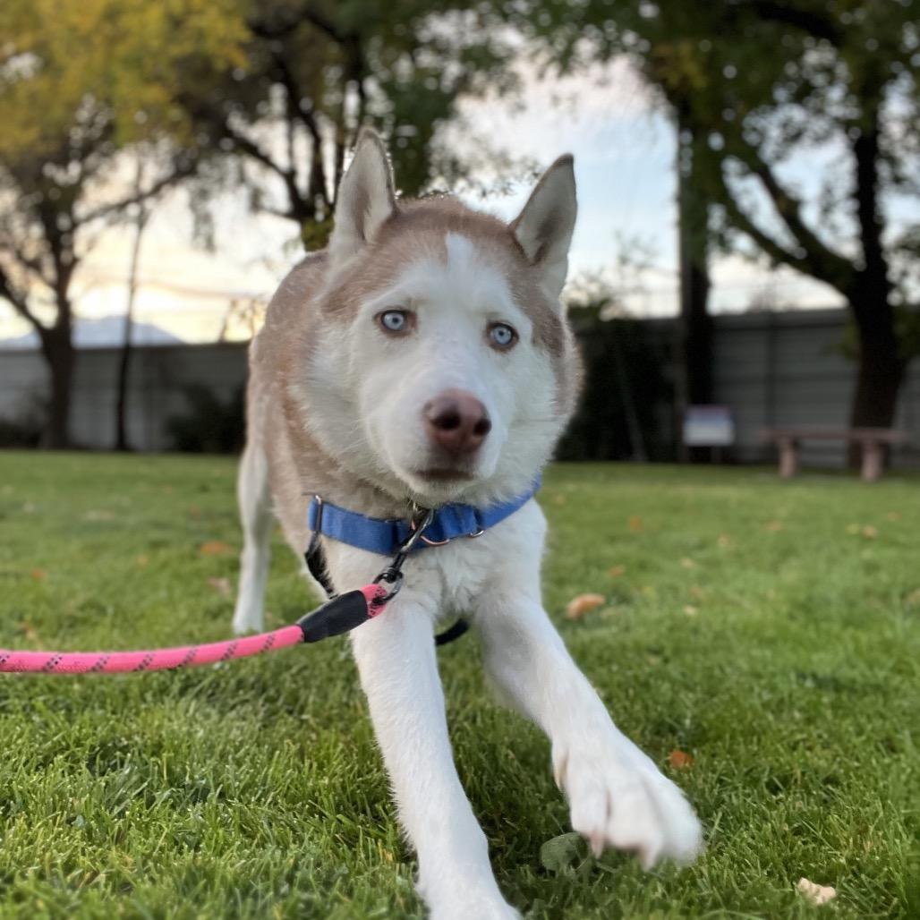 Weston, a Adoptable Husky in Murray, UT image 3/5