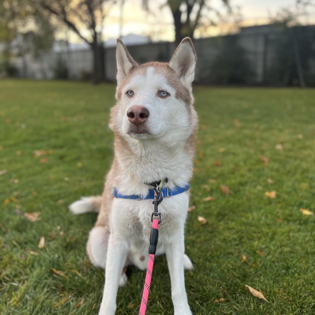 Weston, a Adoptable Husky in Murray, UT image 4/5