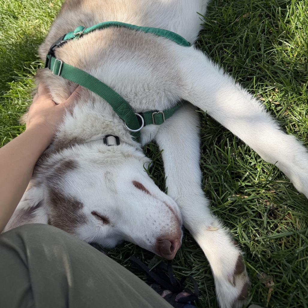 Weston, a Adoptable Husky in Murray, UT image 5/5