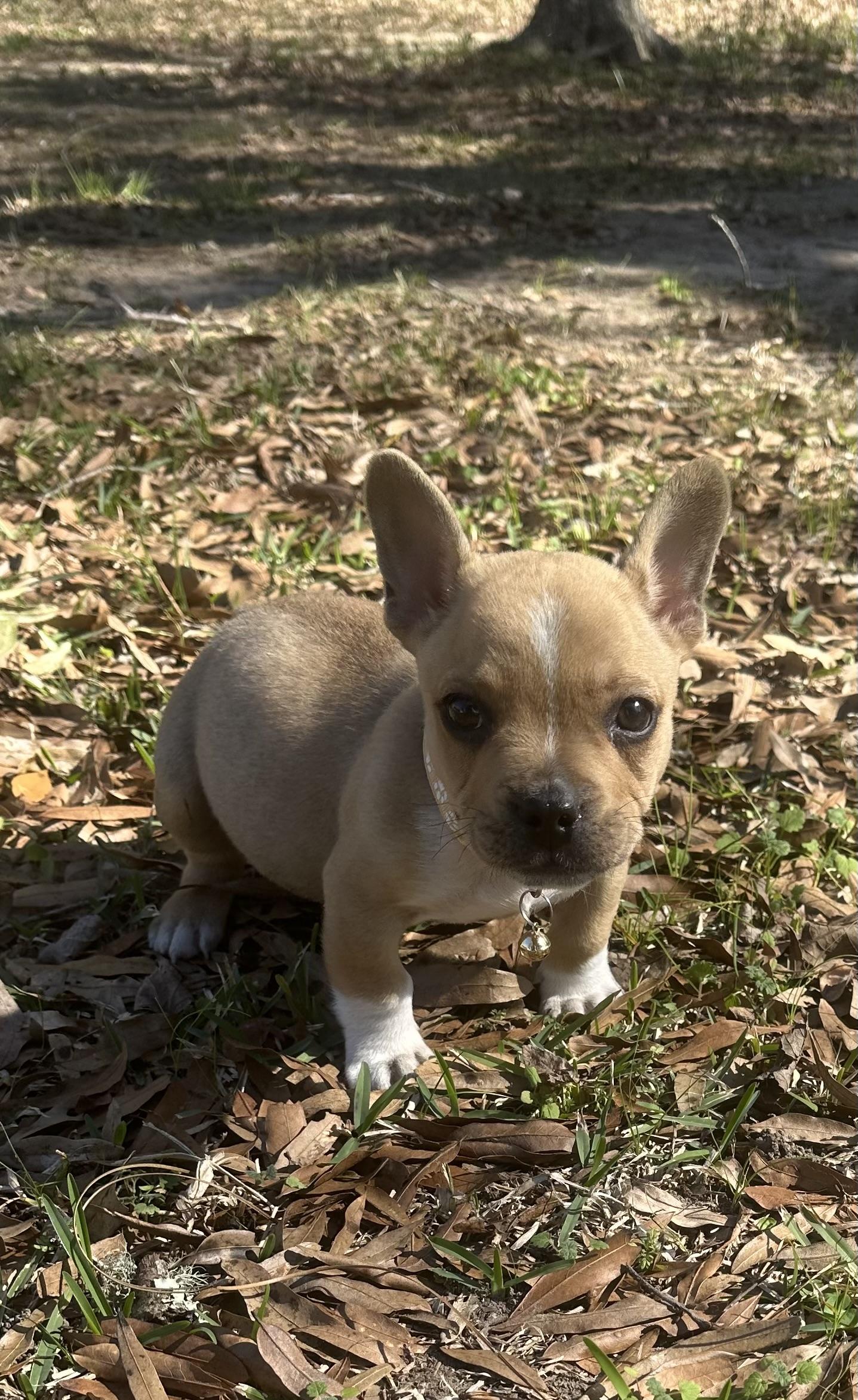 Enlarge Arlo, an adopted mixed breed in Humble, TX image 5/6