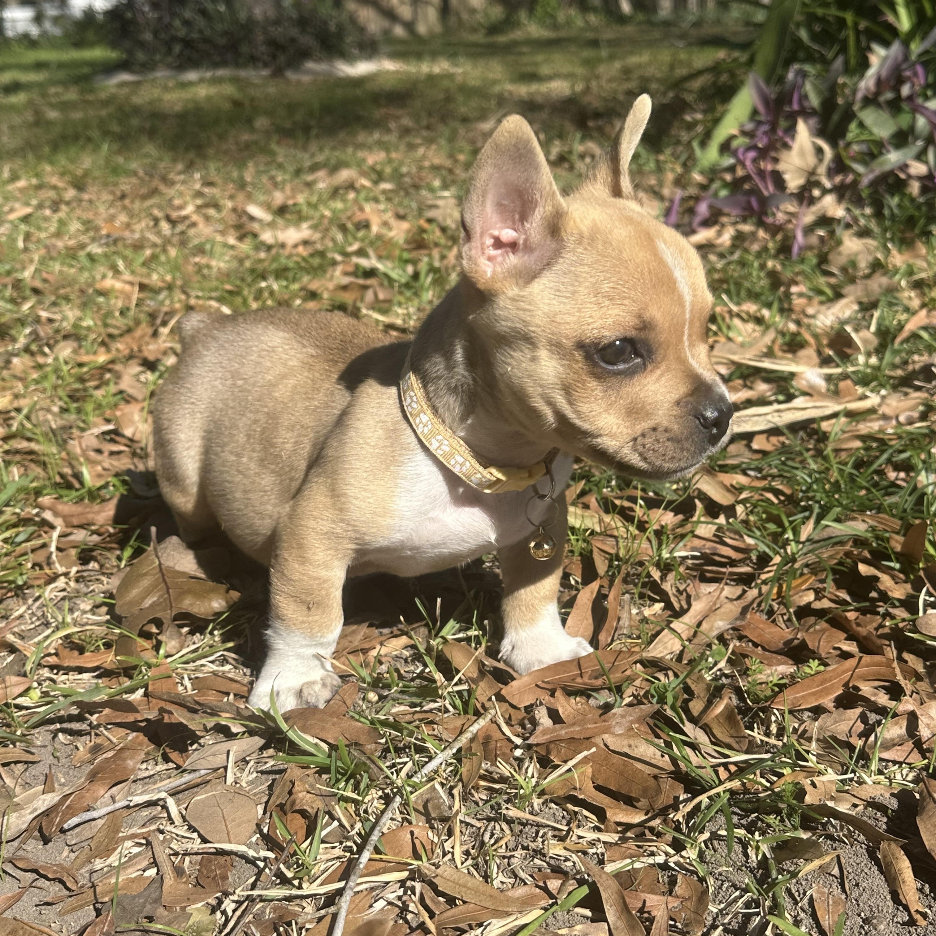 Enlarge Arlo, an adopted mixed breed in Humble, TX image 3/6