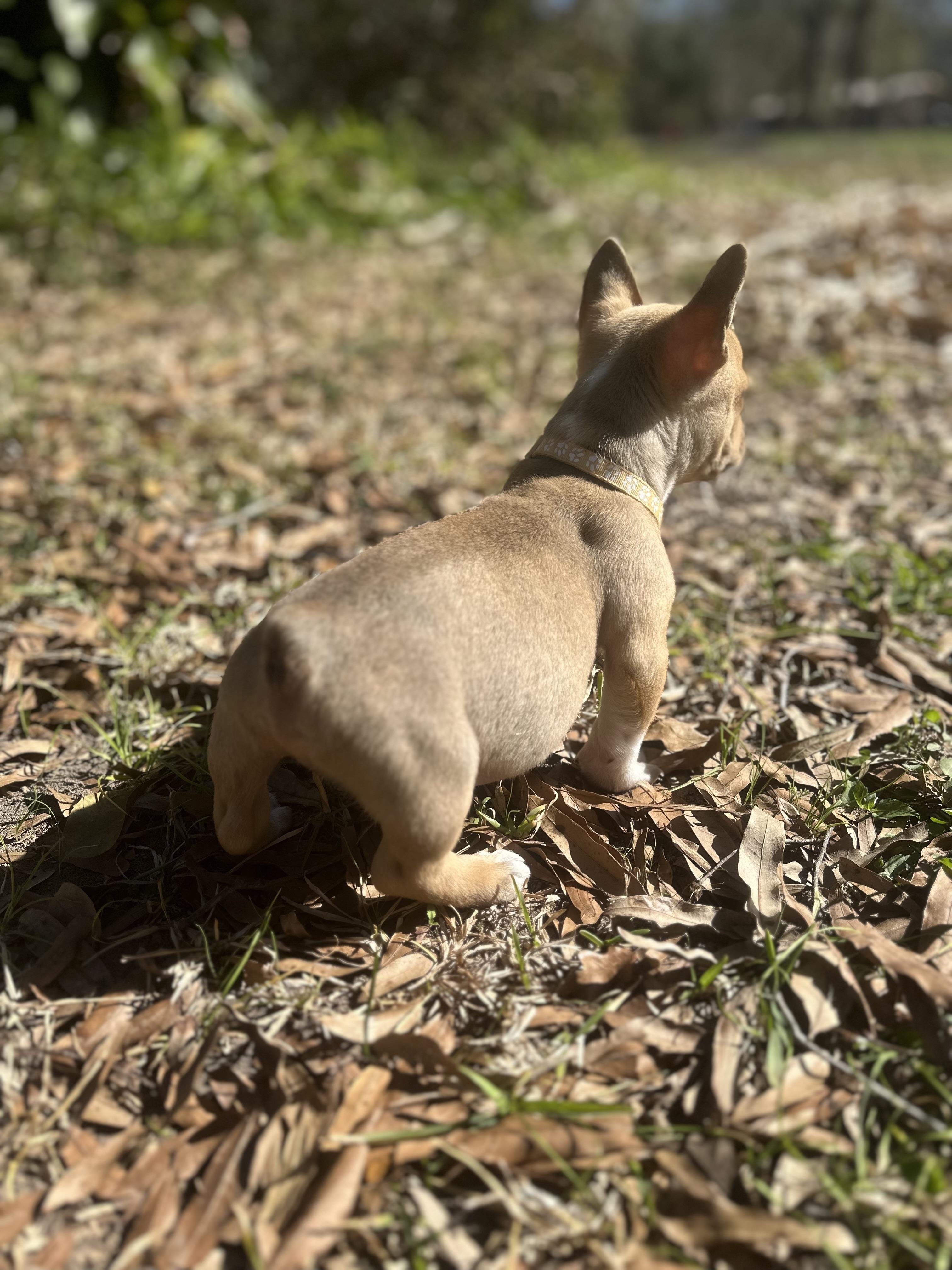 Enlarge Arlo, an adopted mixed breed in Humble, TX image 6/6