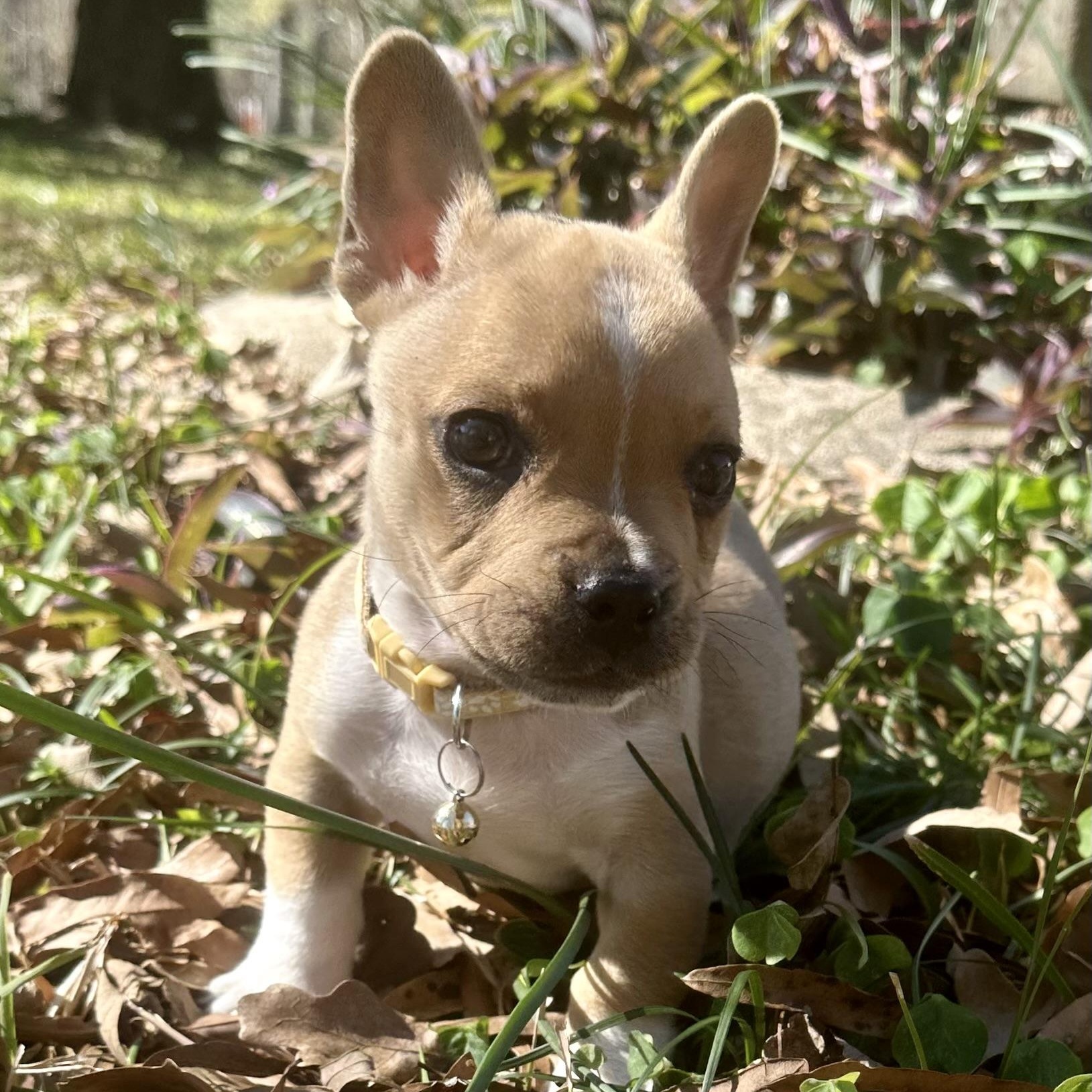 Arlo, adopted, Puppy Male French Bulldog.