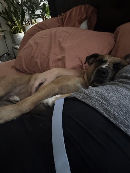 Enlarge Bear, a Adoptable mixed breed in Austin, TX image 1/1