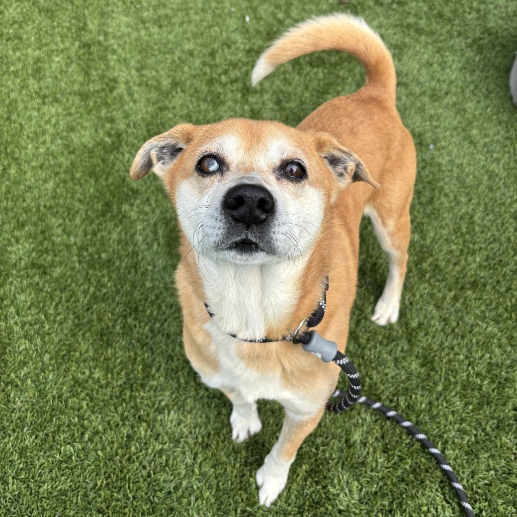 Taz, Adoptable, Senior Male Mixed Breed.