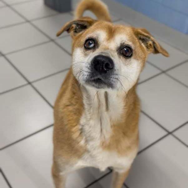 Enlarge Taz, a Adoptable Mixed Breed in Washington Township, OH image 2/6