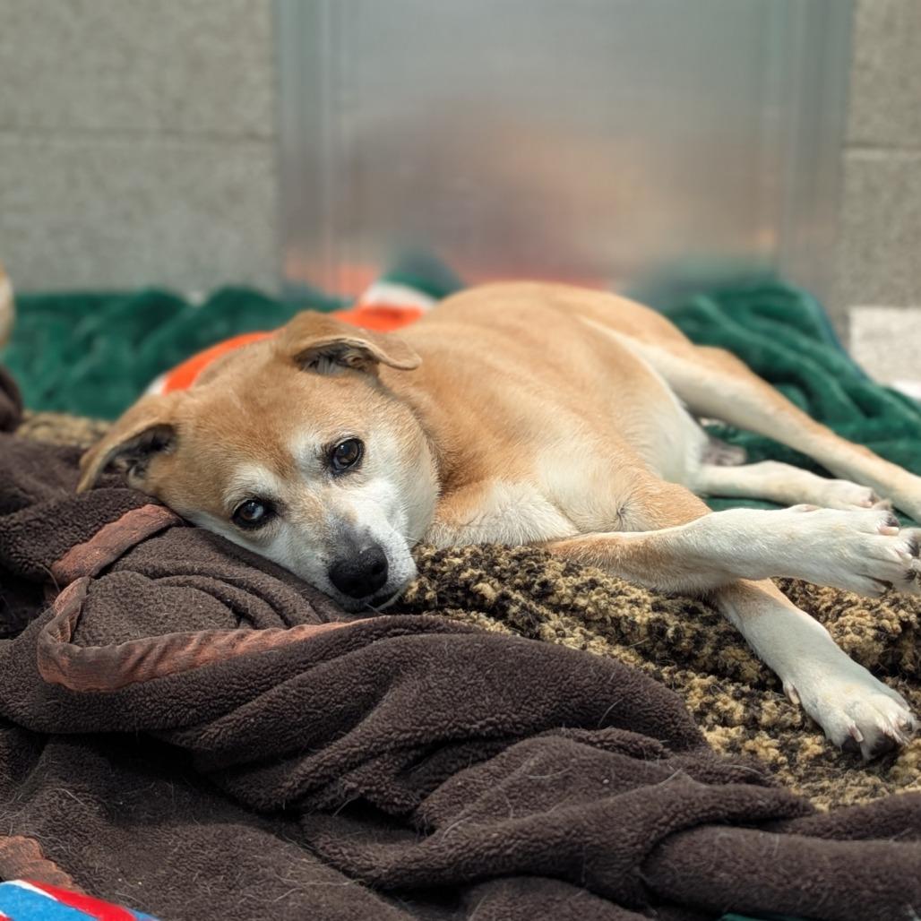 Enlarge Taz, a Adoptable Mixed Breed in Washington Township, OH image 3/6