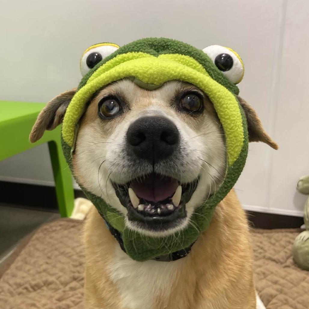 Enlarge Taz, a Adoptable Mixed Breed in Washington Township, OH image 4/6