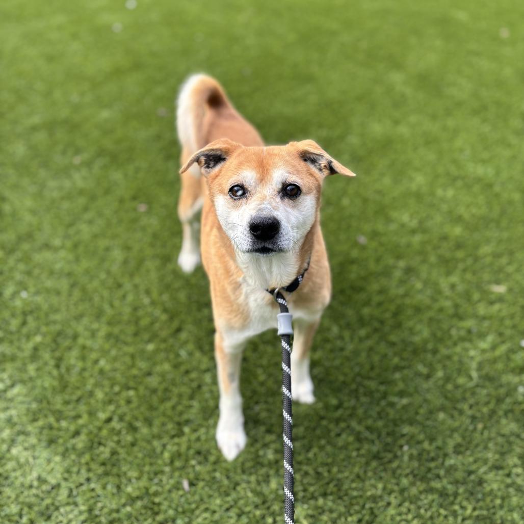 Enlarge Taz, a Adoptable Mixed Breed in Washington Township, OH image 5/6