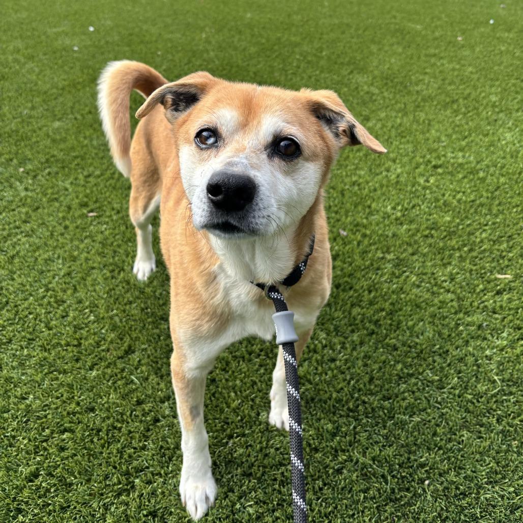 Enlarge Taz, a Adoptable Mixed Breed in Washington Township, OH image 6/6