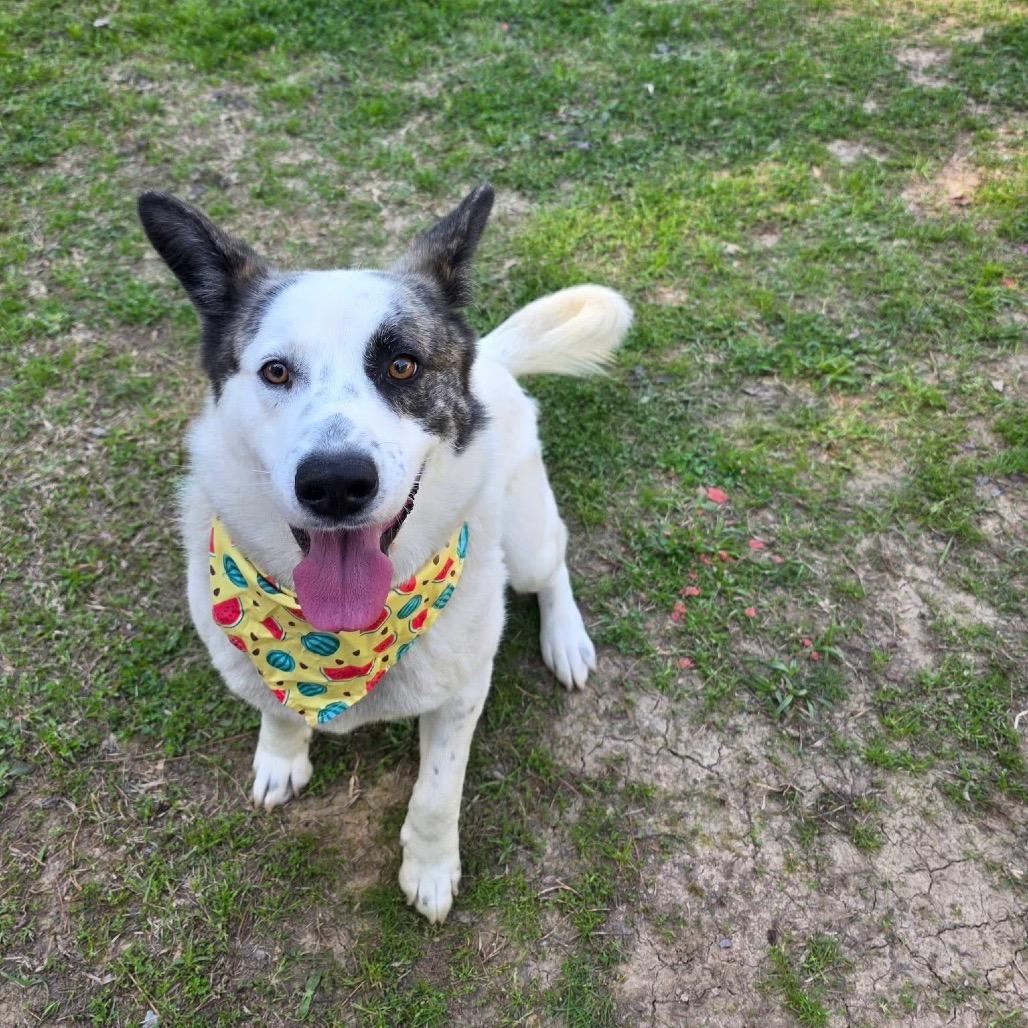 Rider, Adoptable, Adult Male Mixed Breed.