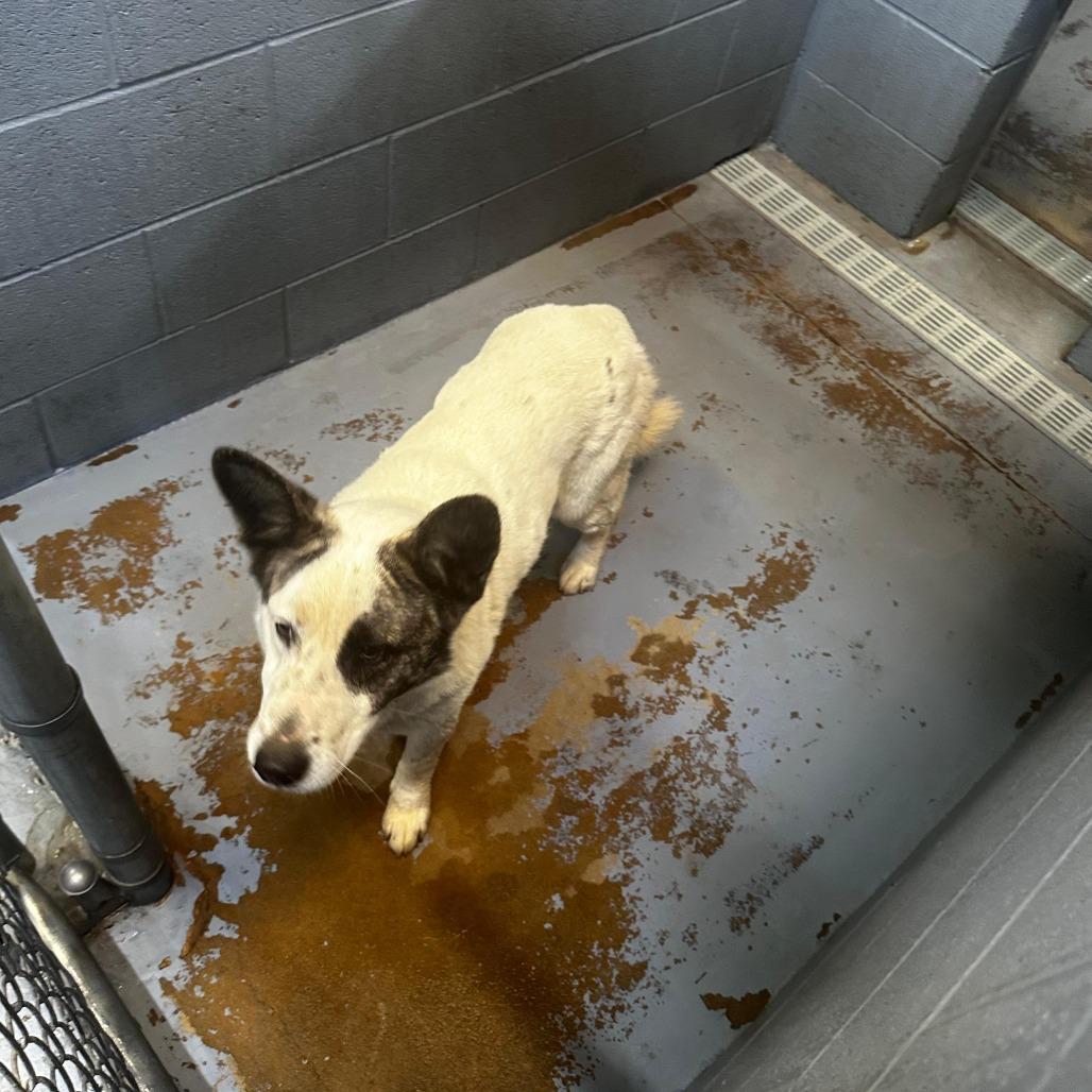 Rider, a Adoptable Mixed Breed in Gadsden, AL image 2/6