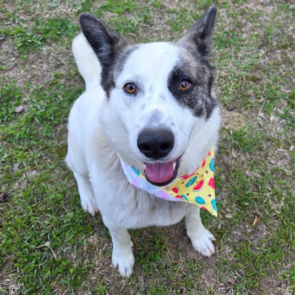 Rider, a Adoptable Mixed Breed in Gadsden, AL image 3/6