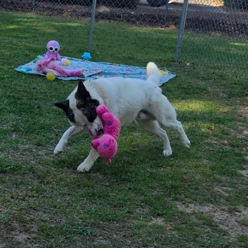 Rider, a Adoptable Mixed Breed in Gadsden, AL image 4/6