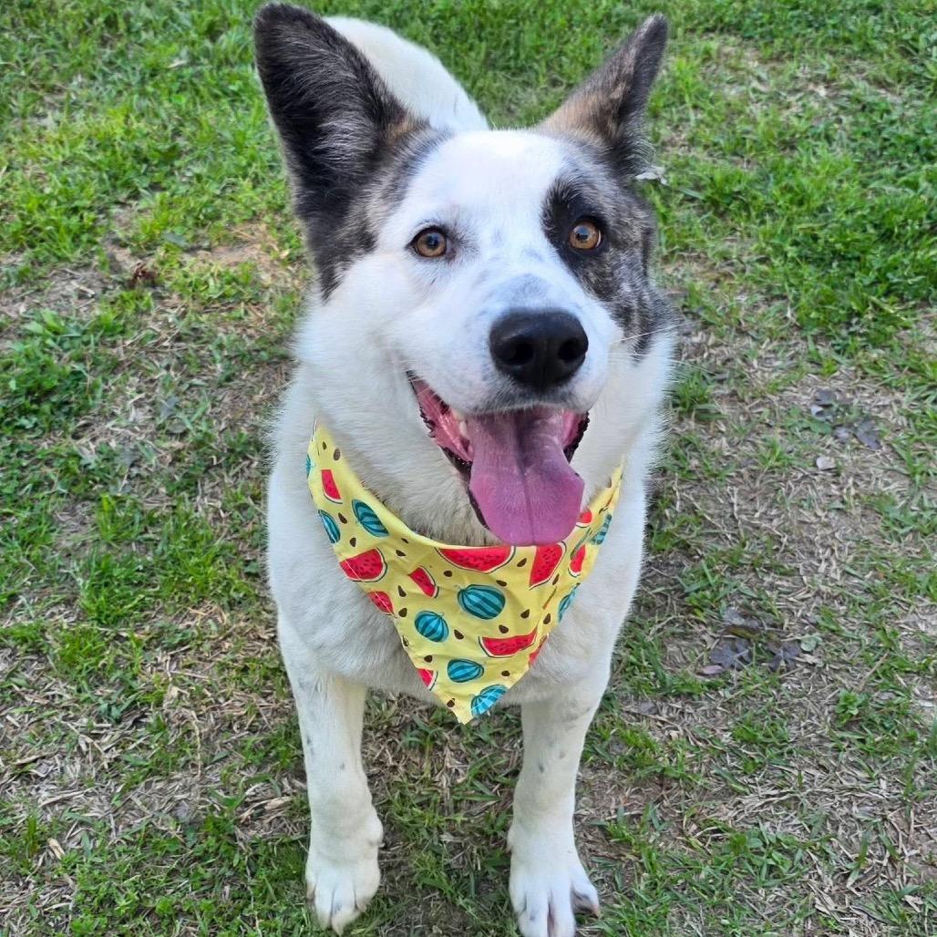 Rider, a Adoptable Mixed Breed in Gadsden, AL image 5/6