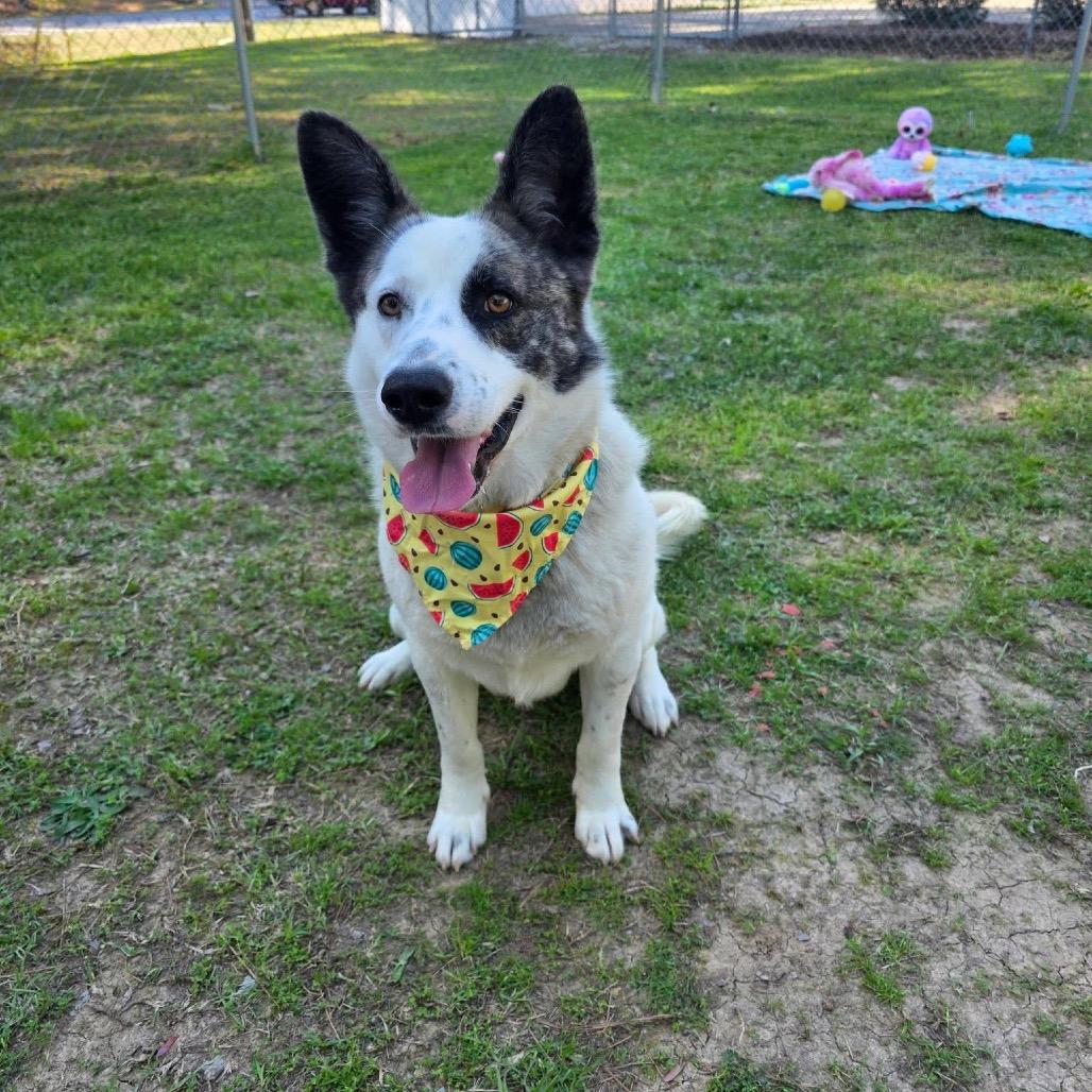 Rider, a Adoptable Mixed Breed in Gadsden, AL image 6/6