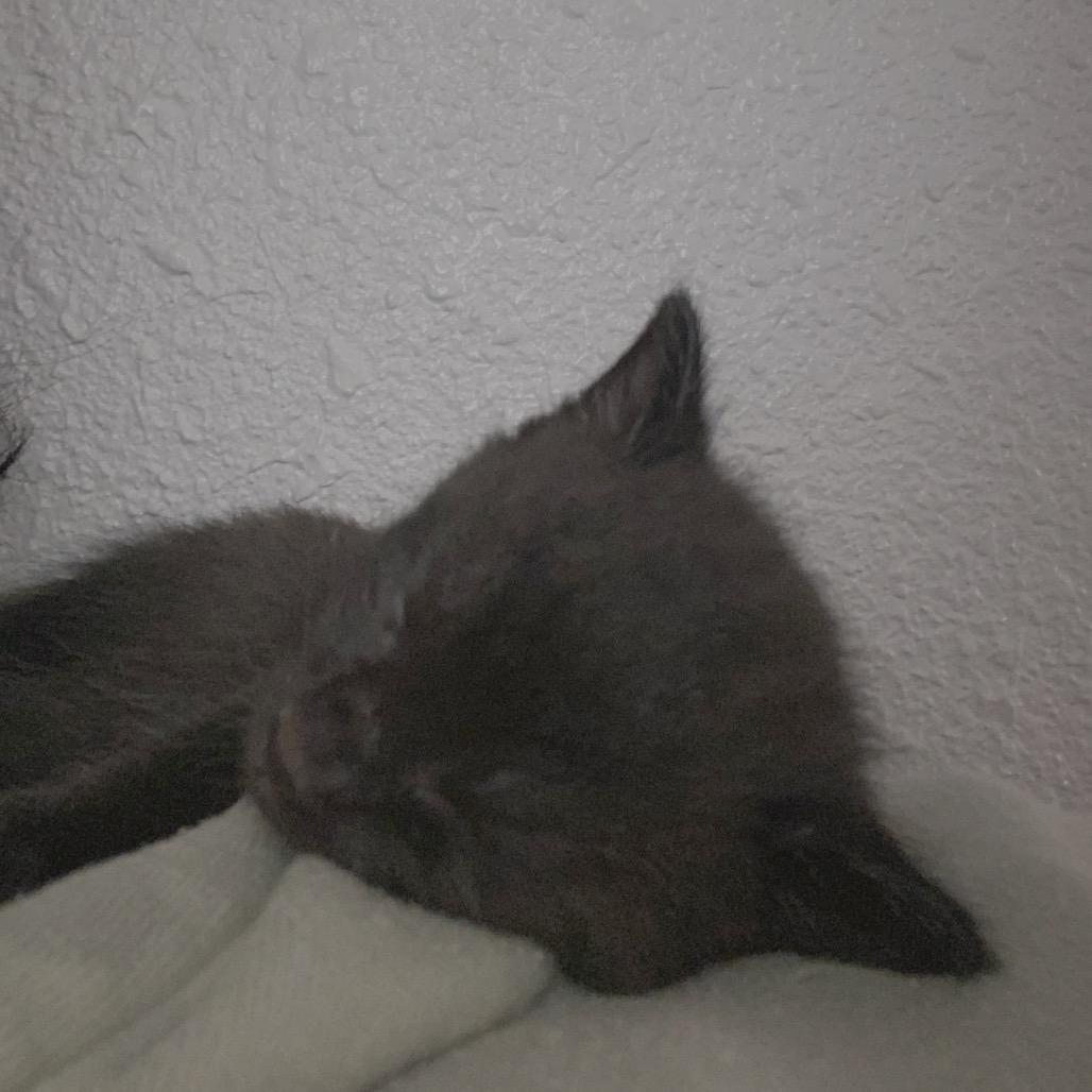 Enlarge Simon, a Adoptable Domestic Short Hair in Volcano, HI image 1/6