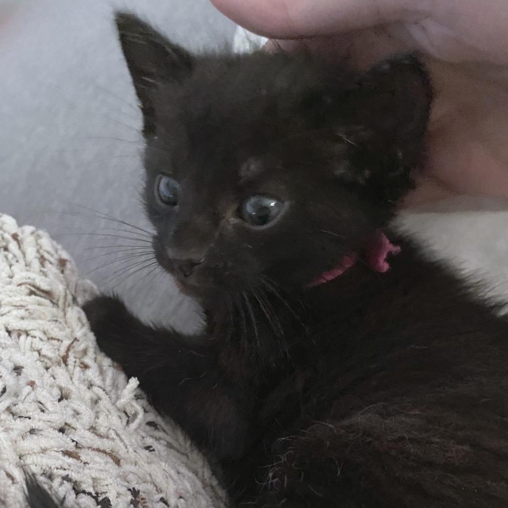Enlarge Simon, a Adoptable Domestic Short Hair in Volcano, HI image 2/6