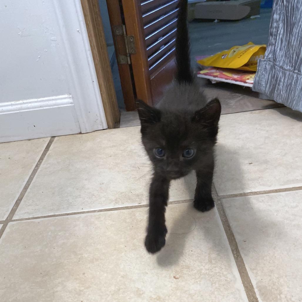 Enlarge Simon, a Adoptable Domestic Short Hair in Volcano, HI image 5/6