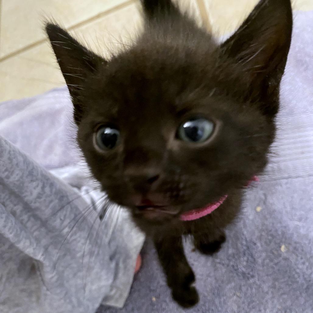 Enlarge Simon, a Adoptable Domestic Short Hair in Volcano, HI image 6/6