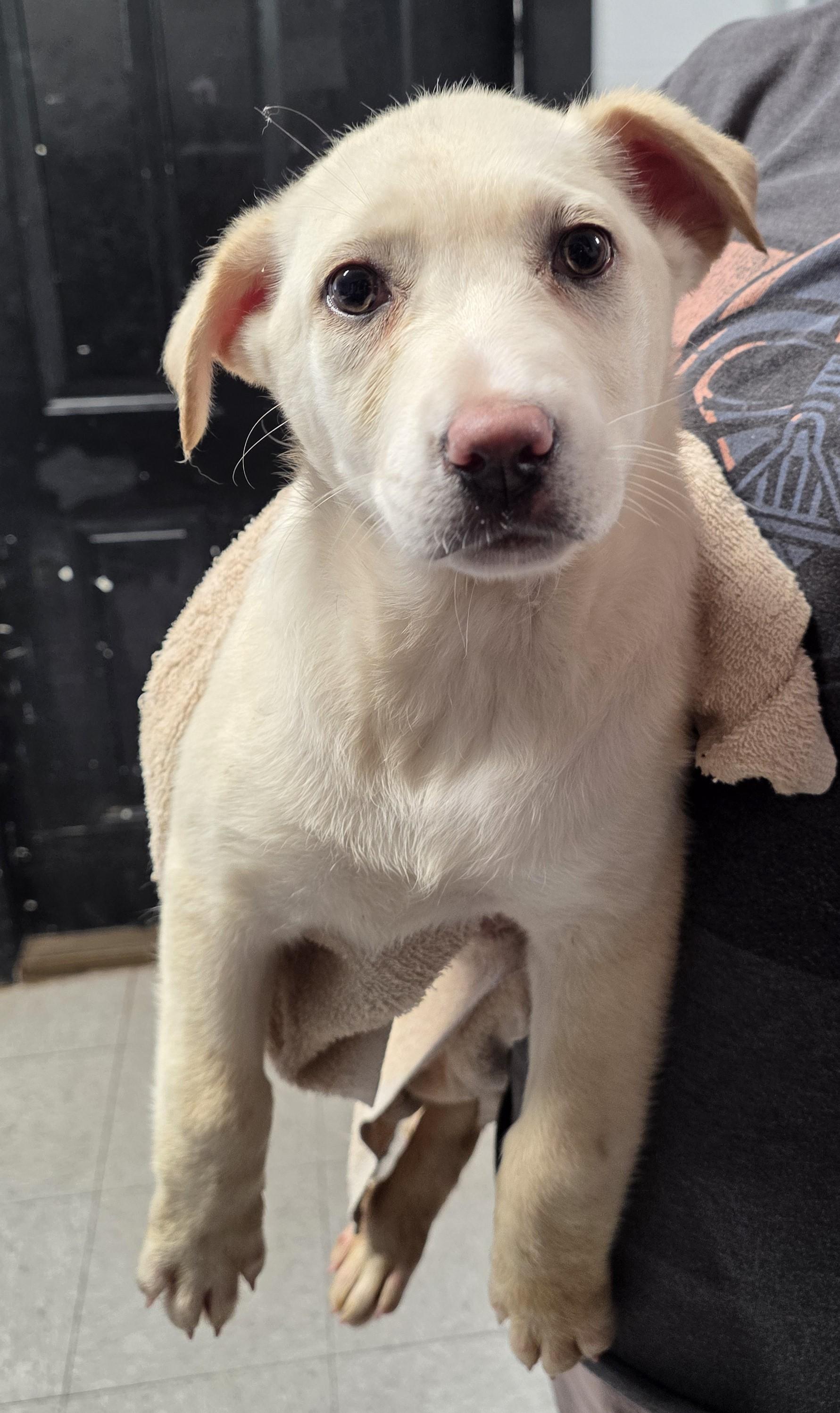 Enlarge Joan, a ADOPTABLE Mixed Breed in North Myrtle Beach, SC image 2/2